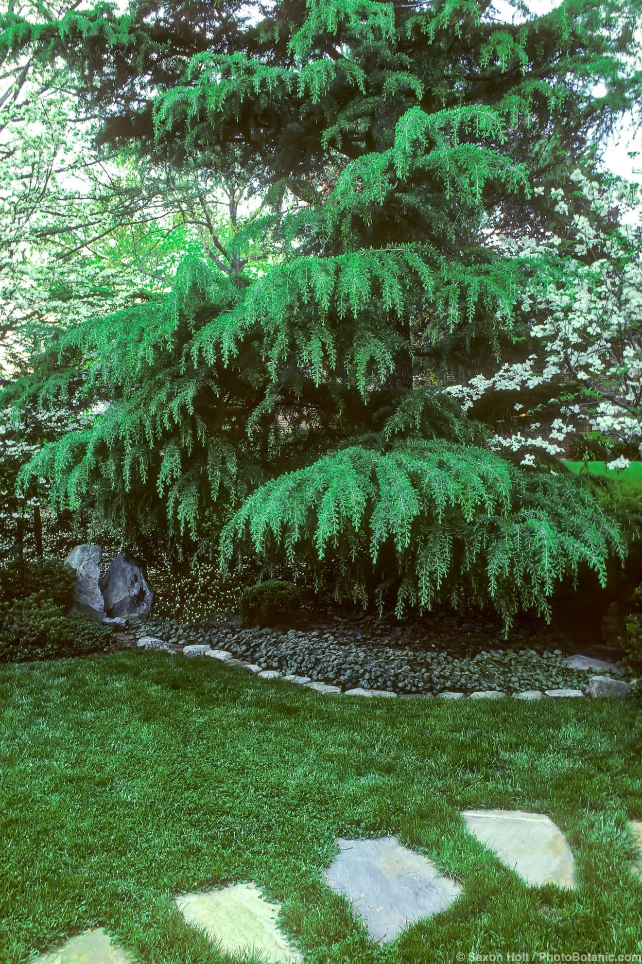 Cedrus deodara