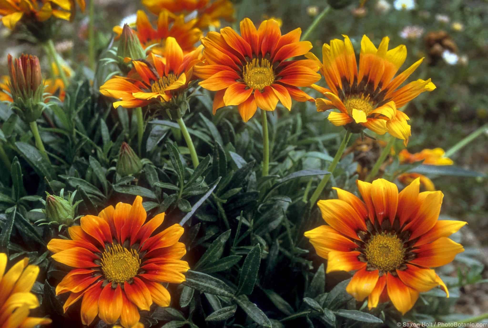 Gazania spp.