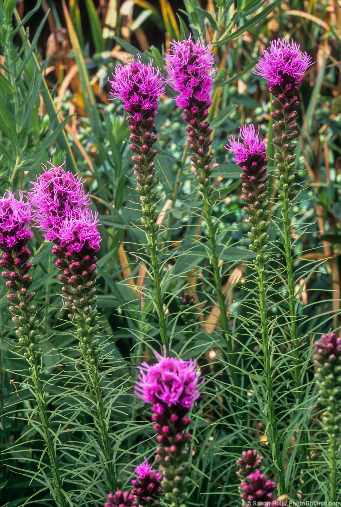 Liatris punctata