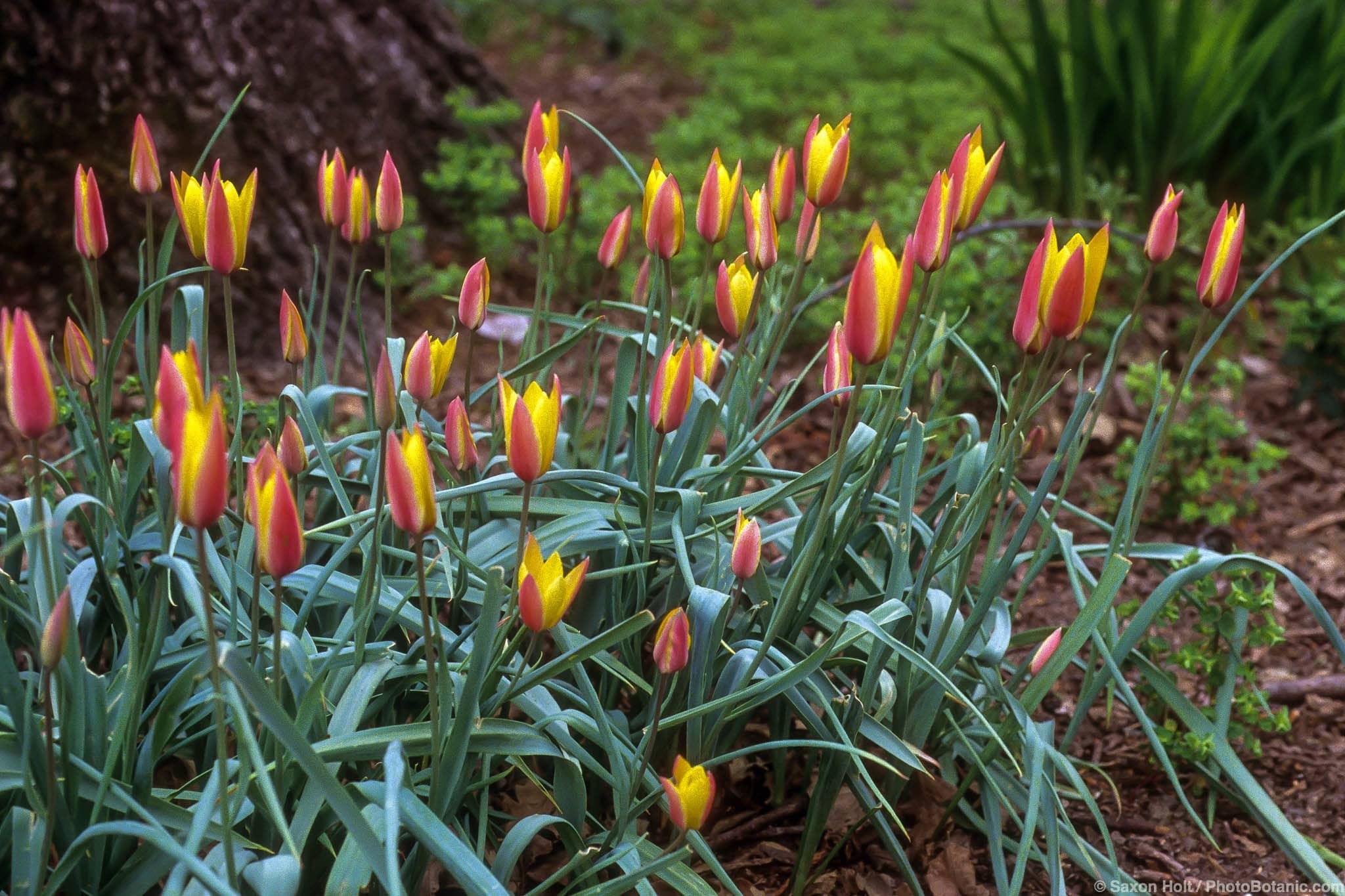 Tulipa clusiana