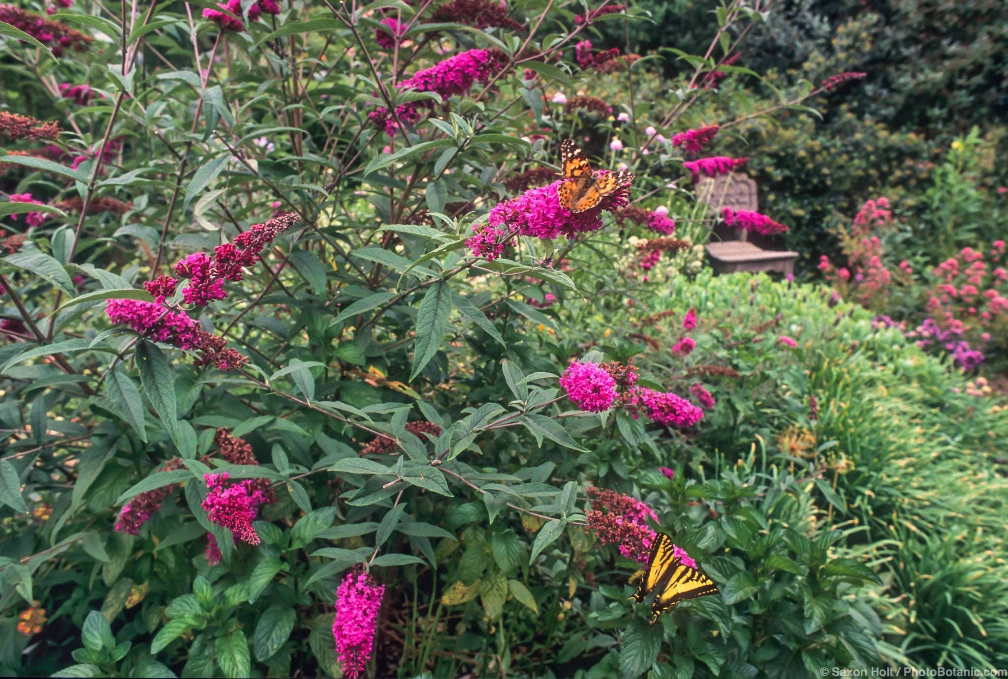 Buddleja davidii