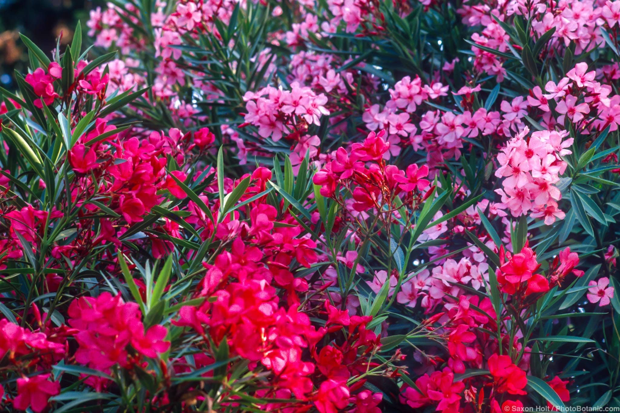 Nerium oleander