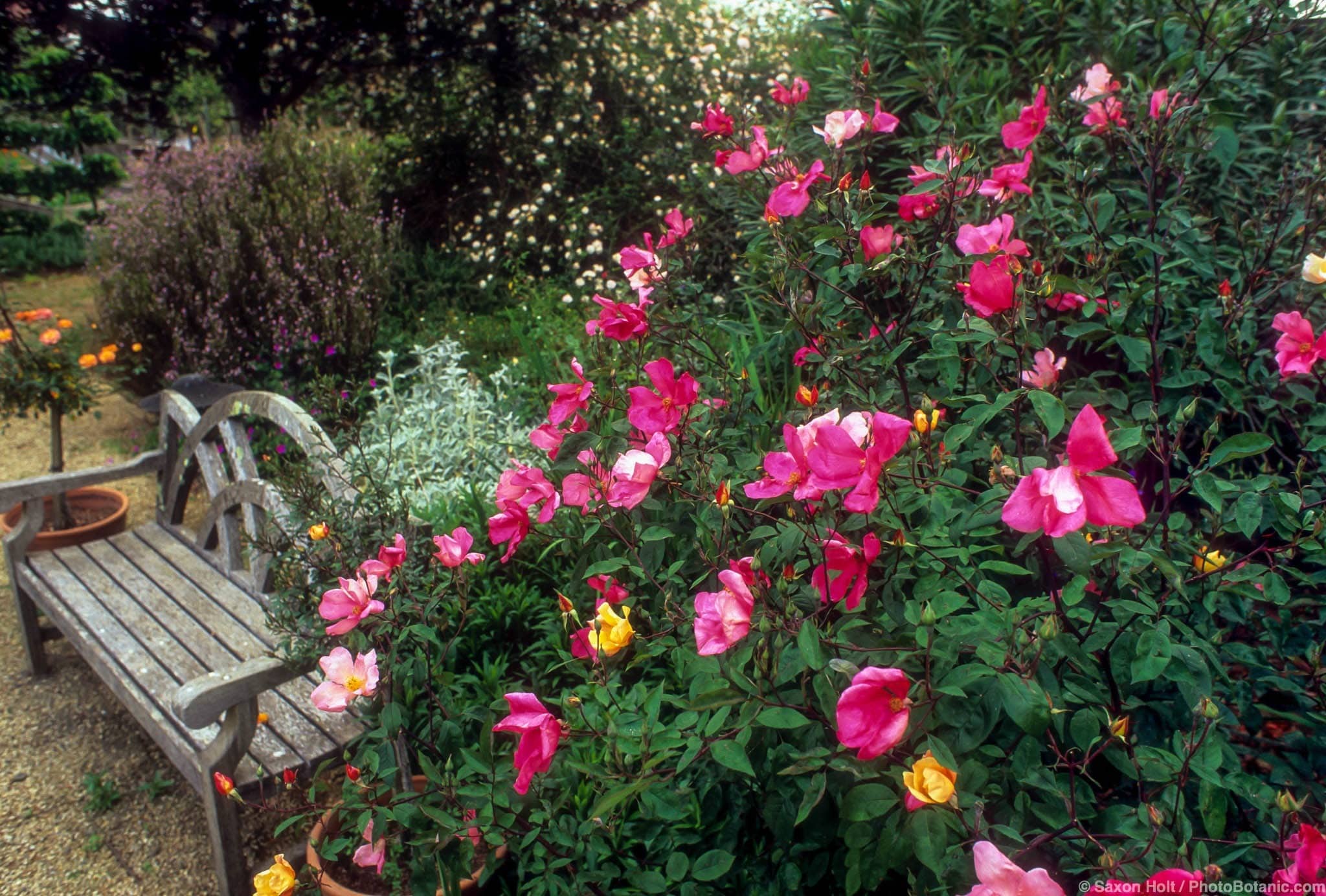 Rosa ‘Mutabilis’