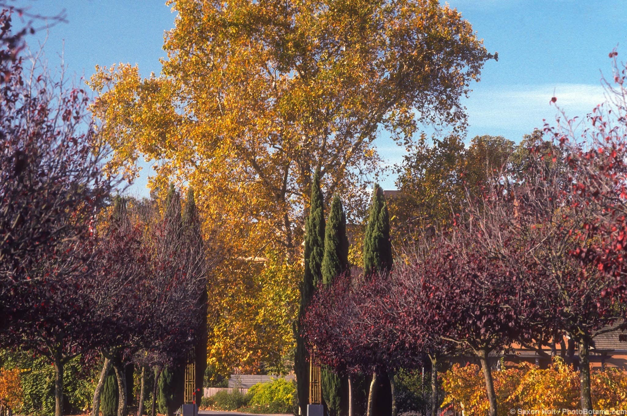 Platanus x acerifolia