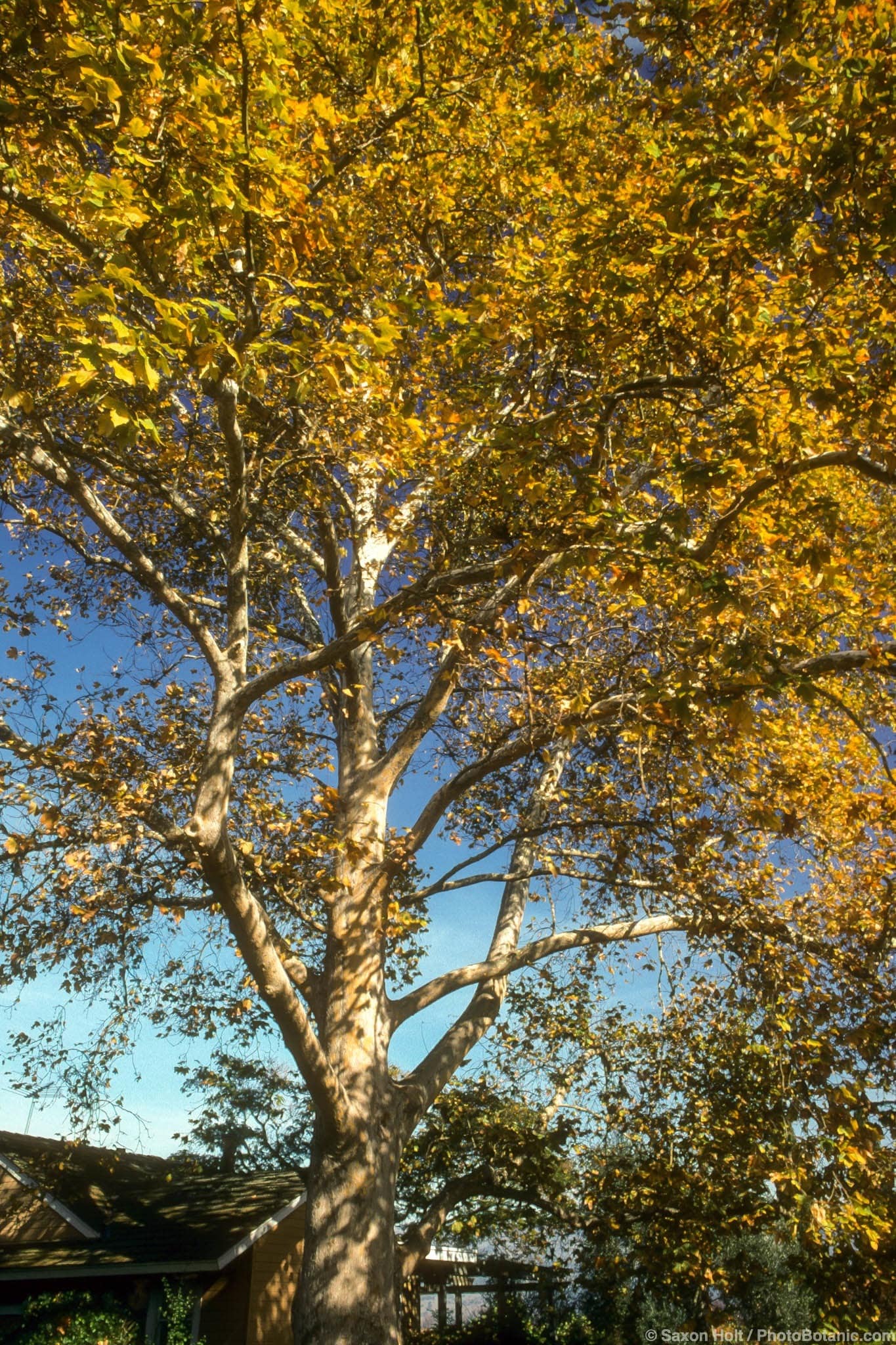 Platanus x acerifolia