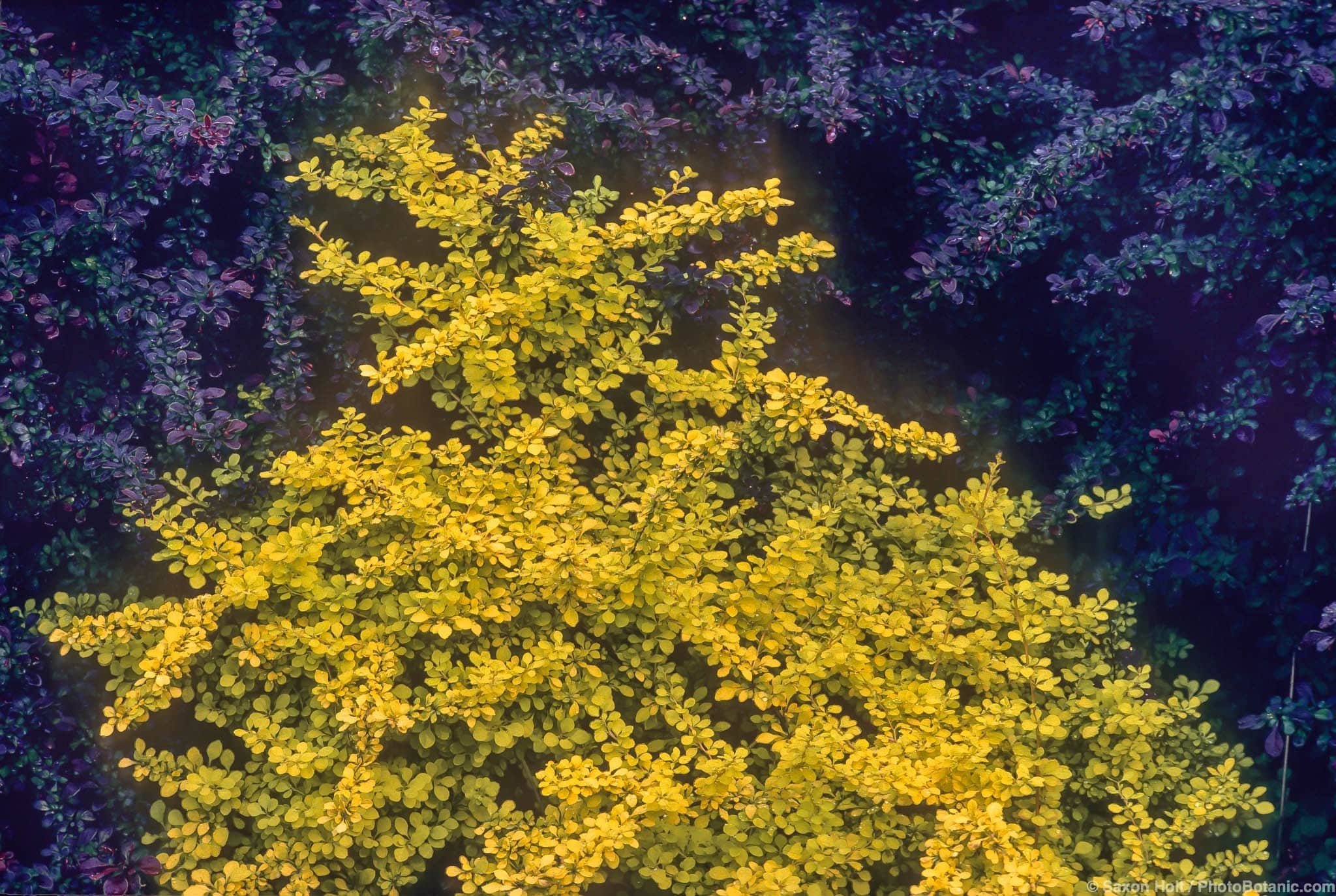 Berberis thunbergii