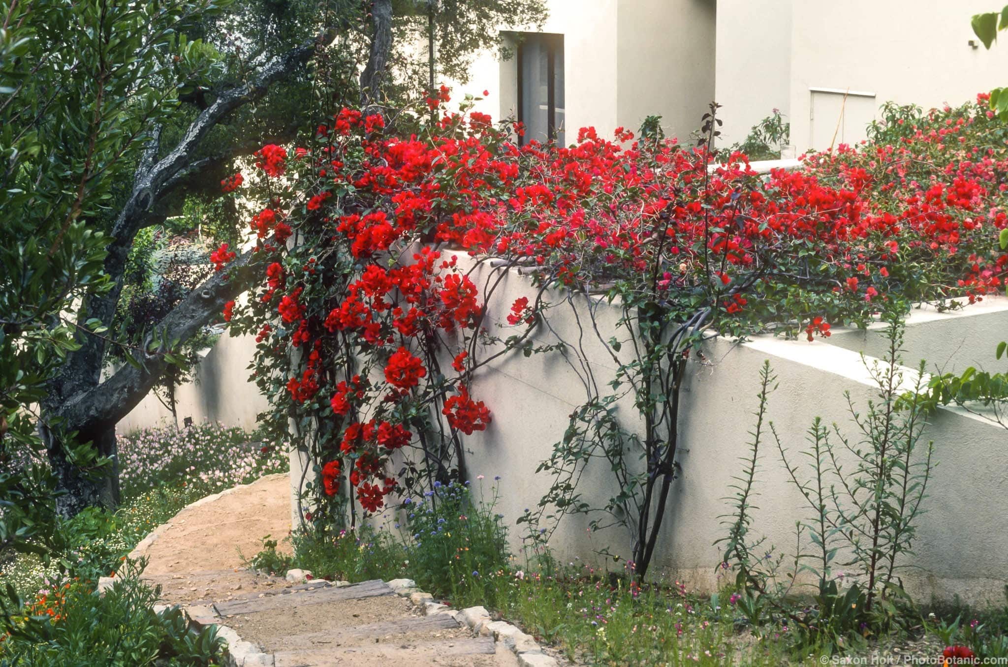 Bougainvillea