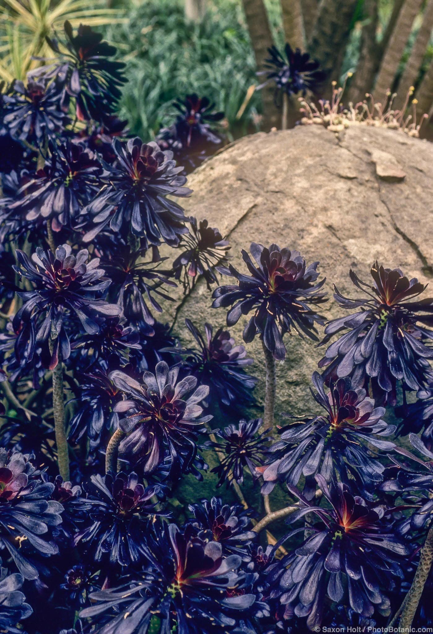 Aeonium arboreum