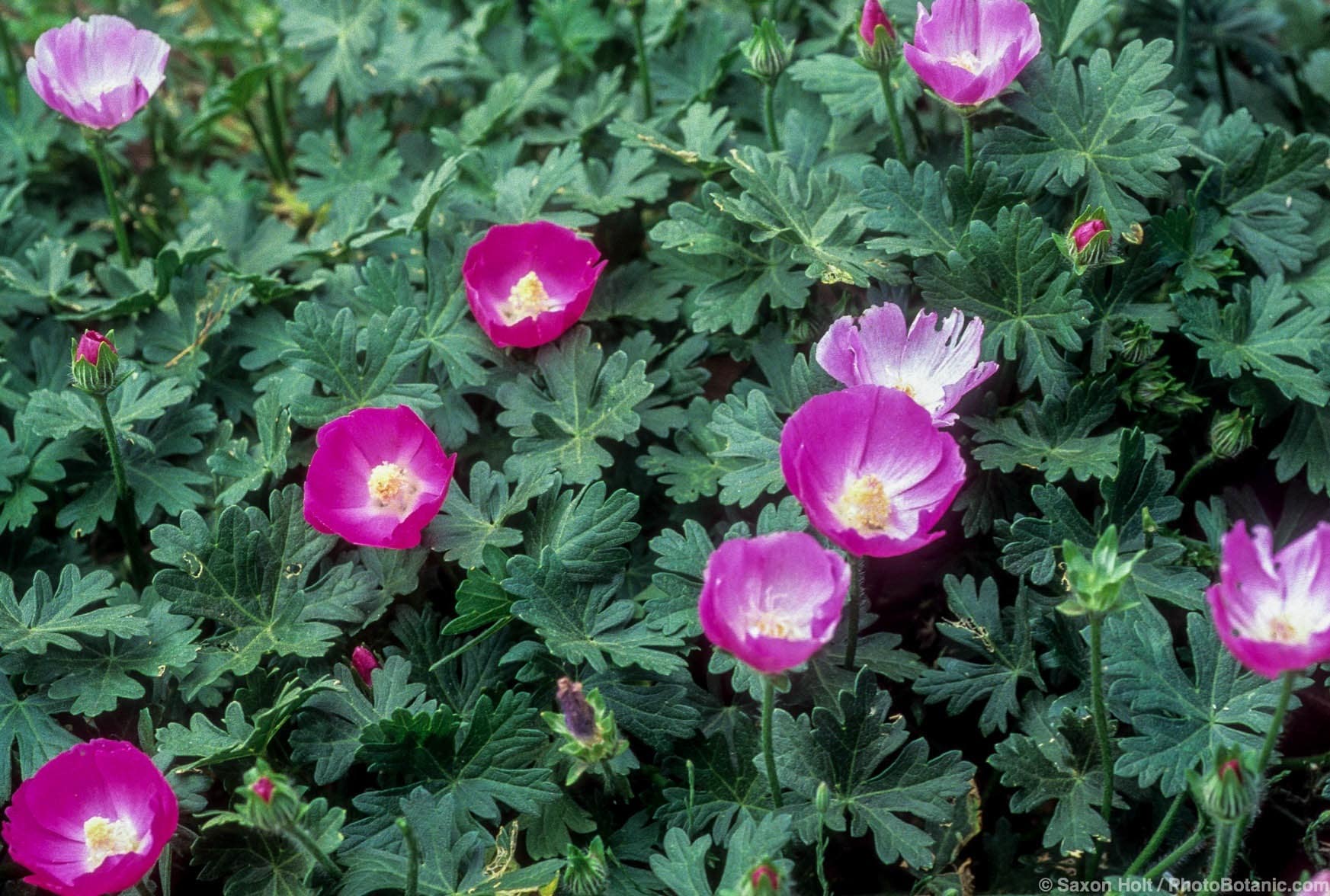 Callirhoe involucrata