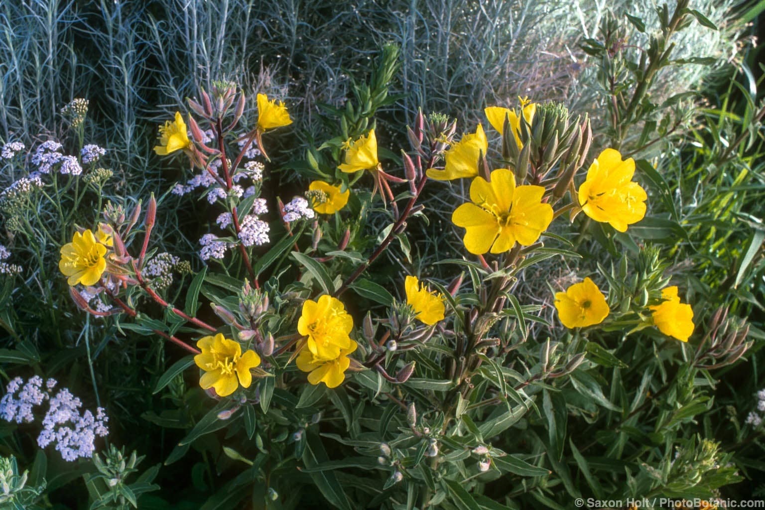 Oenothera hookeri