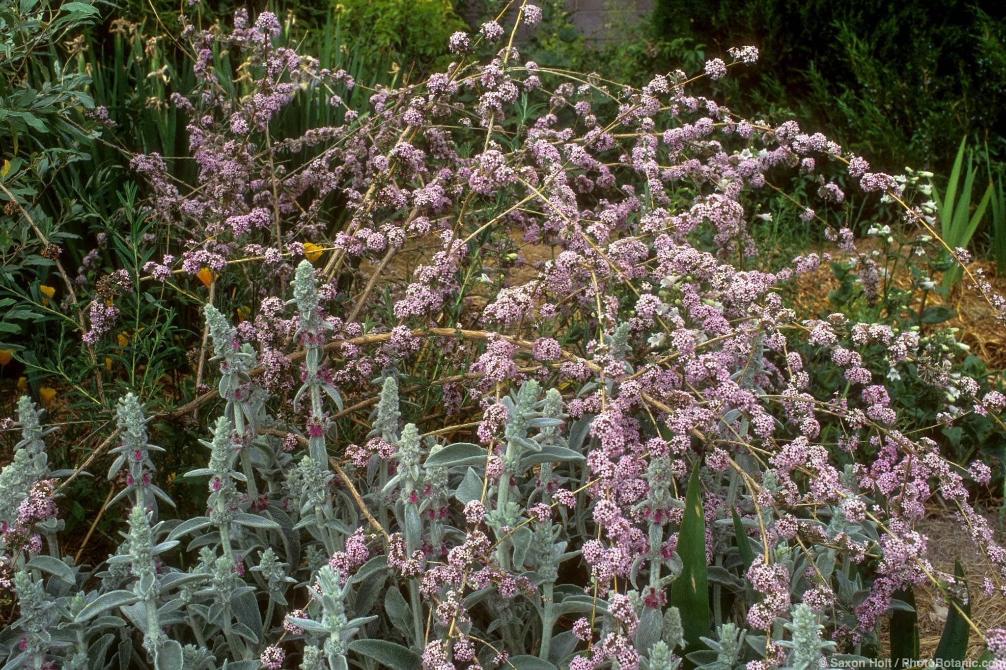 Buddleja alternifolia