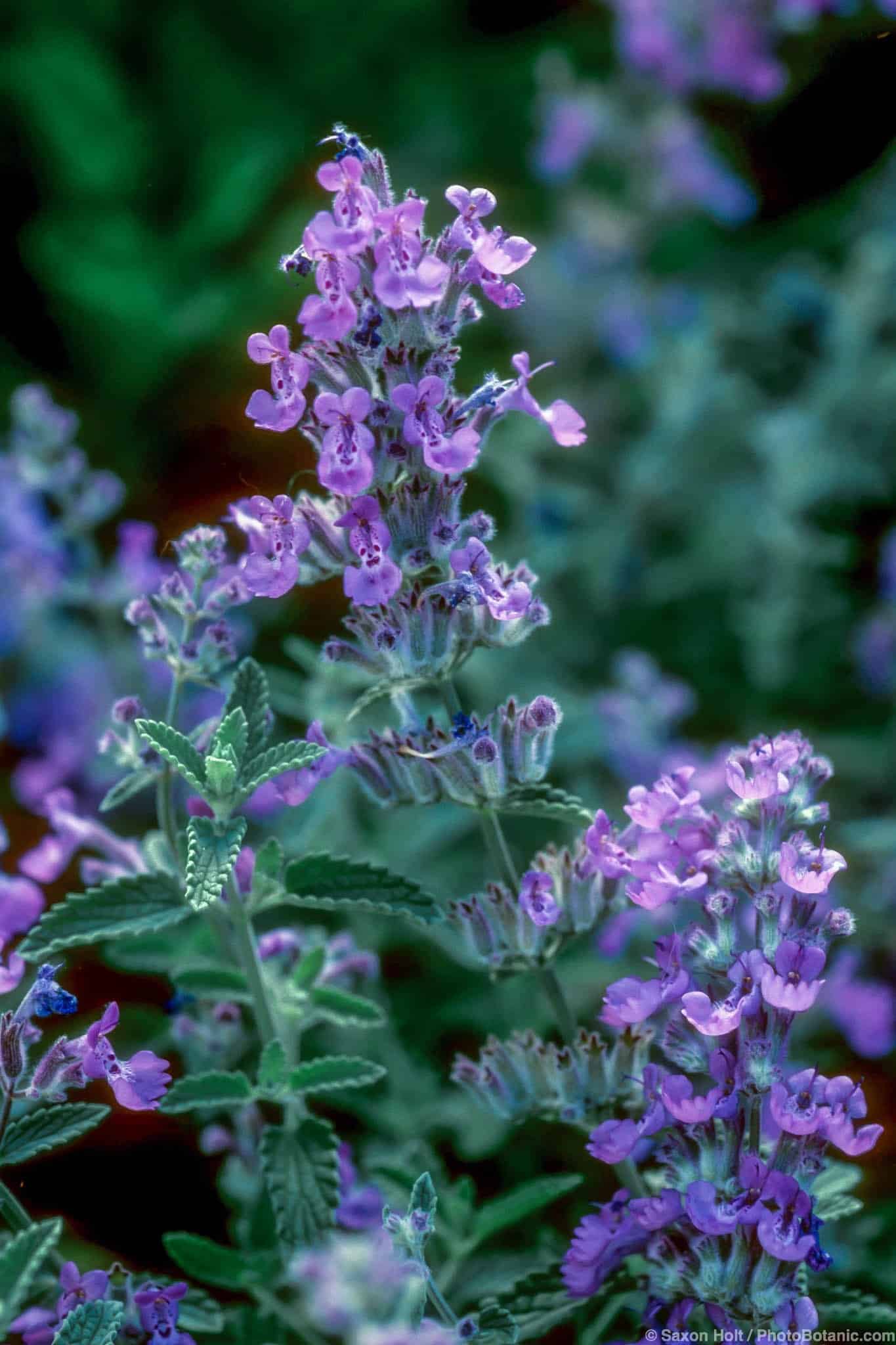 Nepeta x faassenii