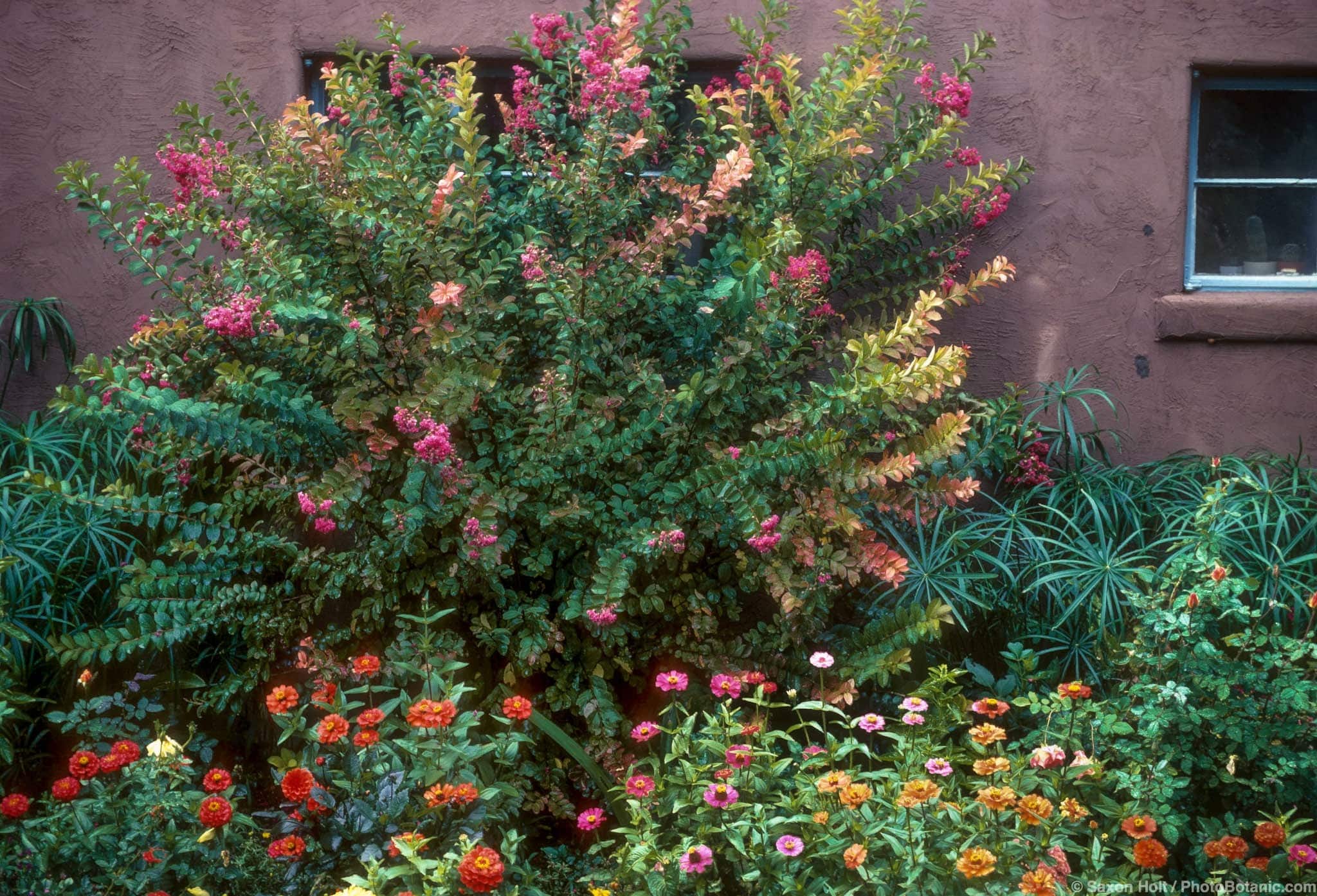 Lagerstroemia indica