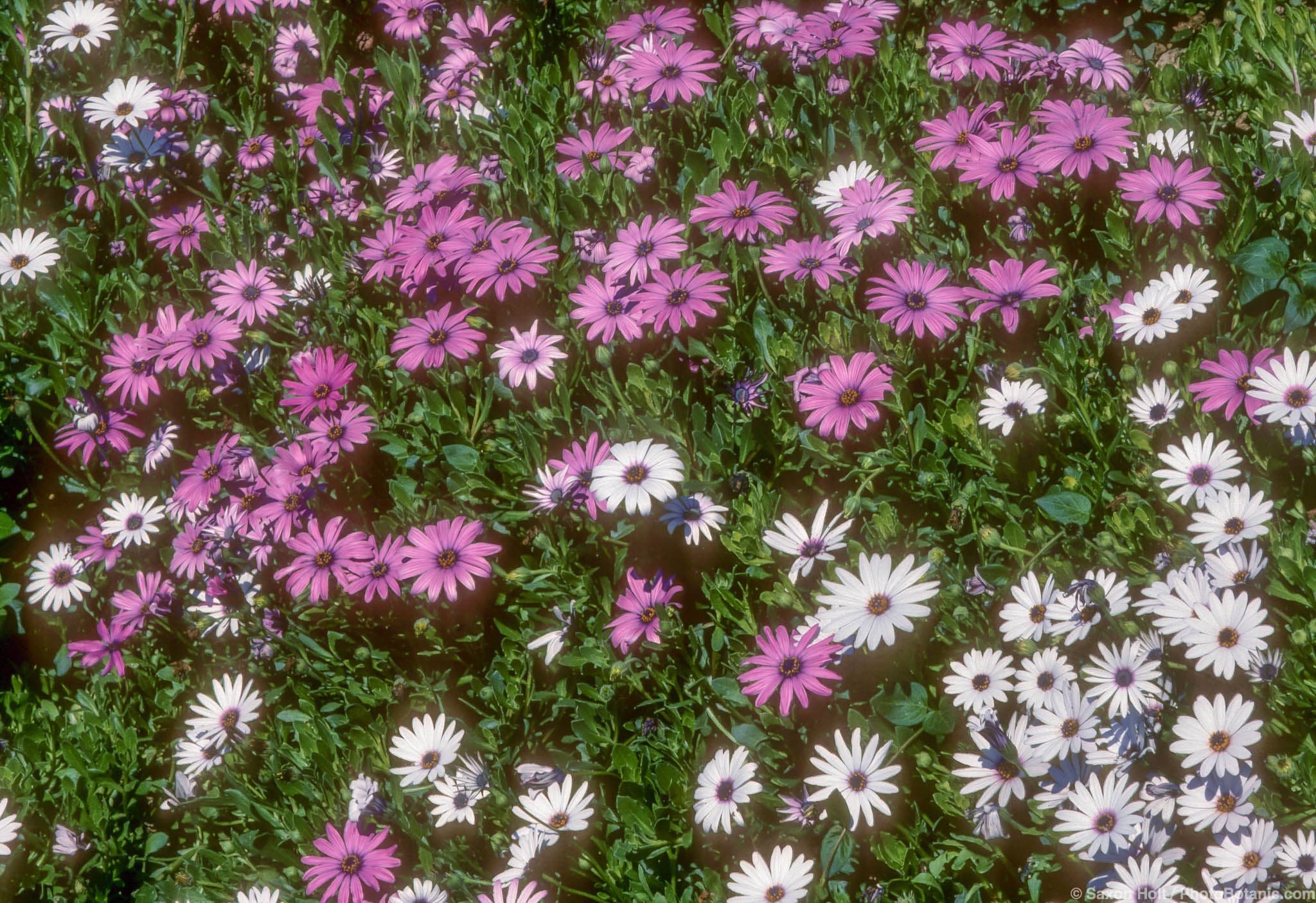 Osteospermum fruticosum