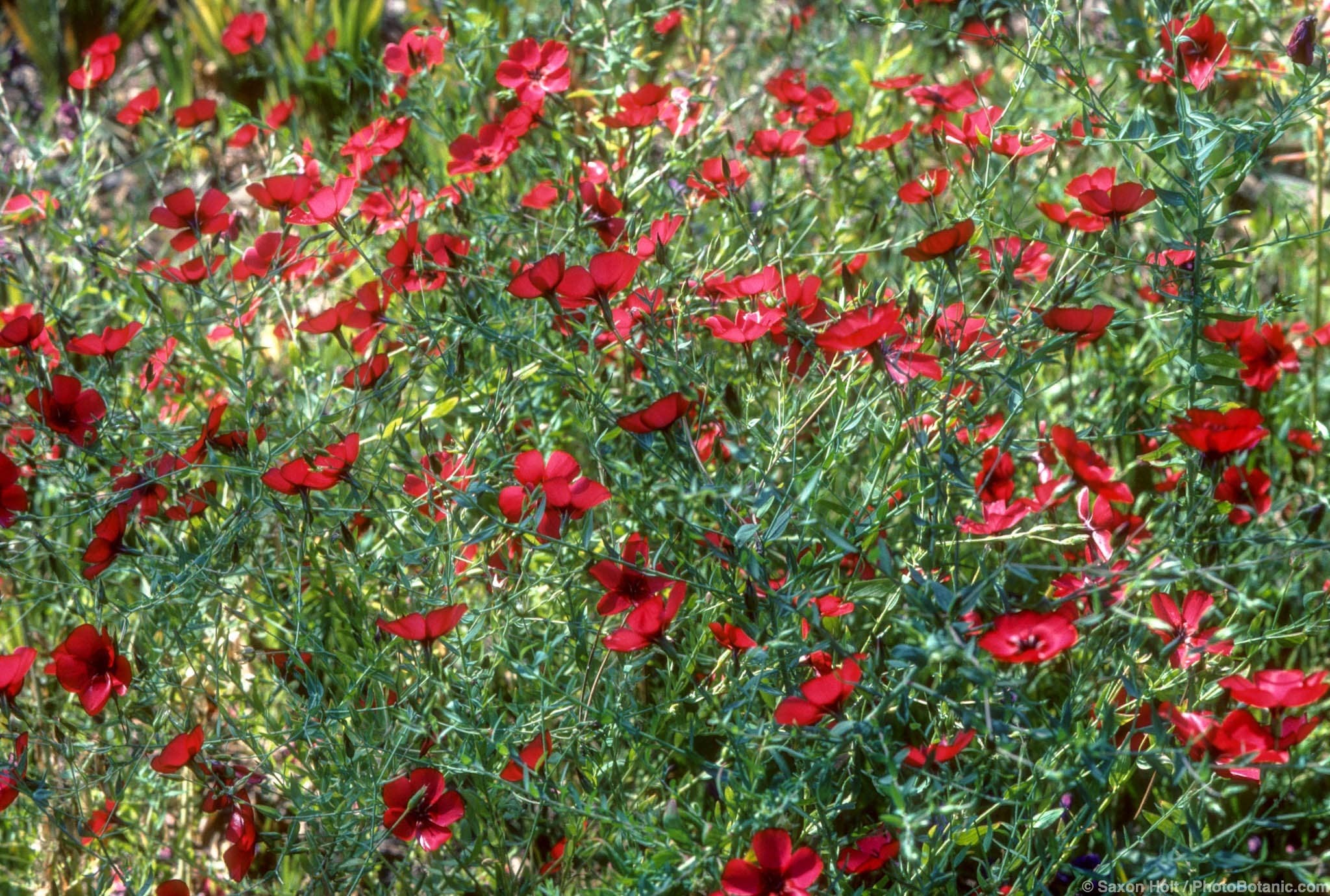 Linum grandiflorum