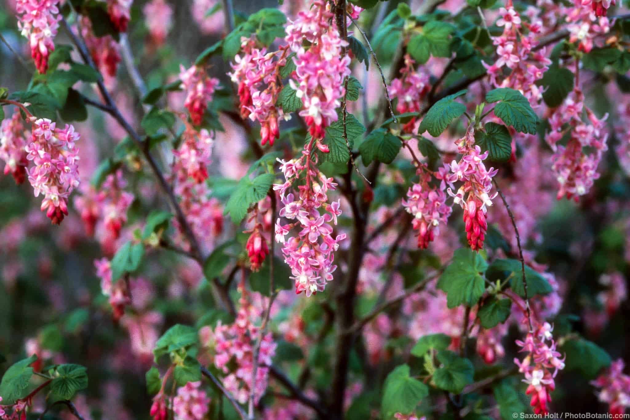 Ribes sanguineum