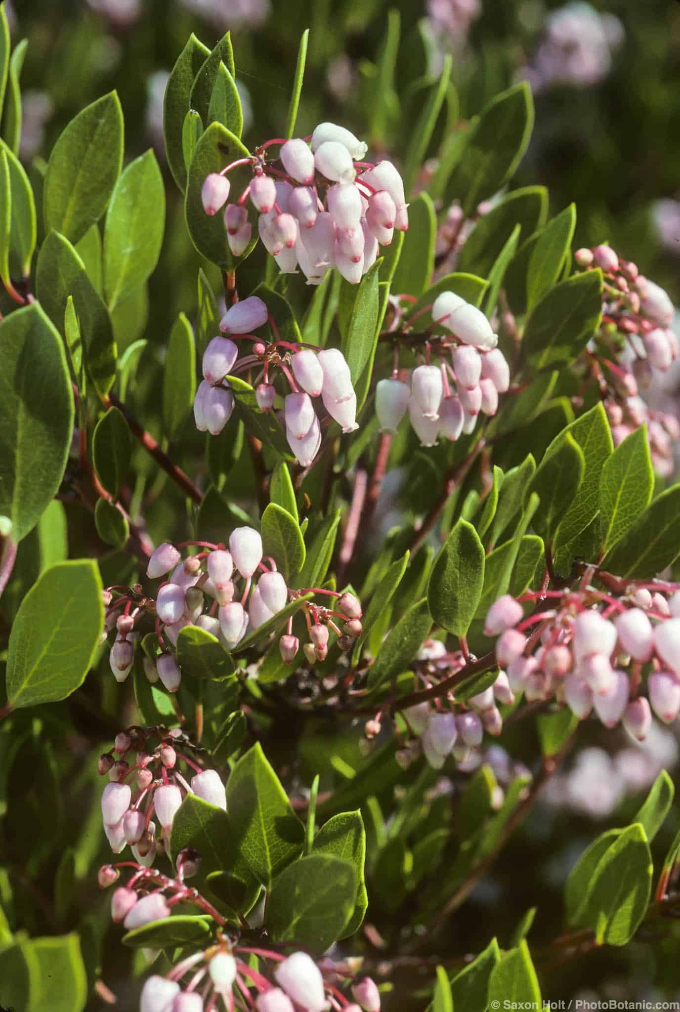 Arctostaphylos densiflora