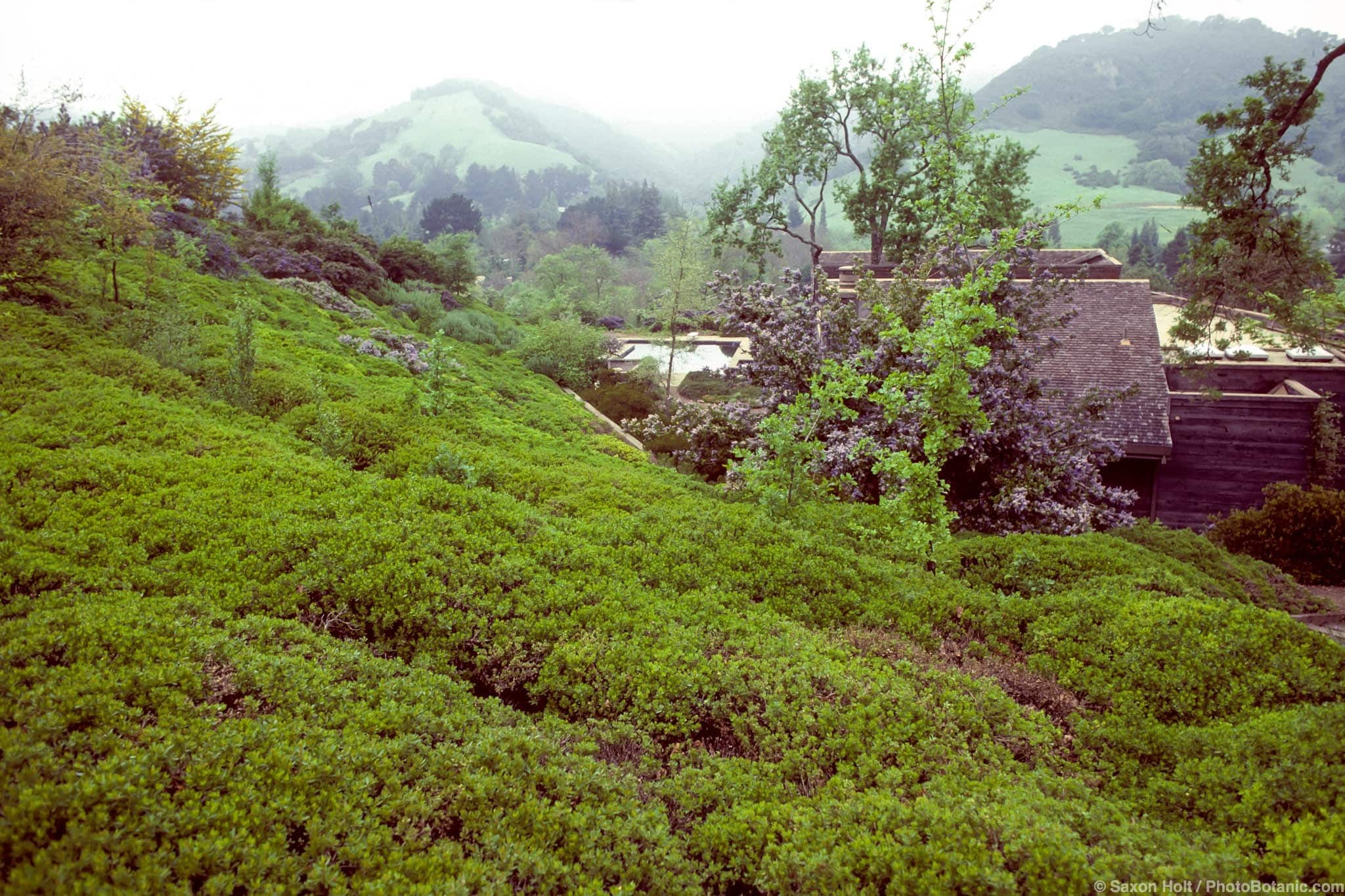 Baccharis pilularis