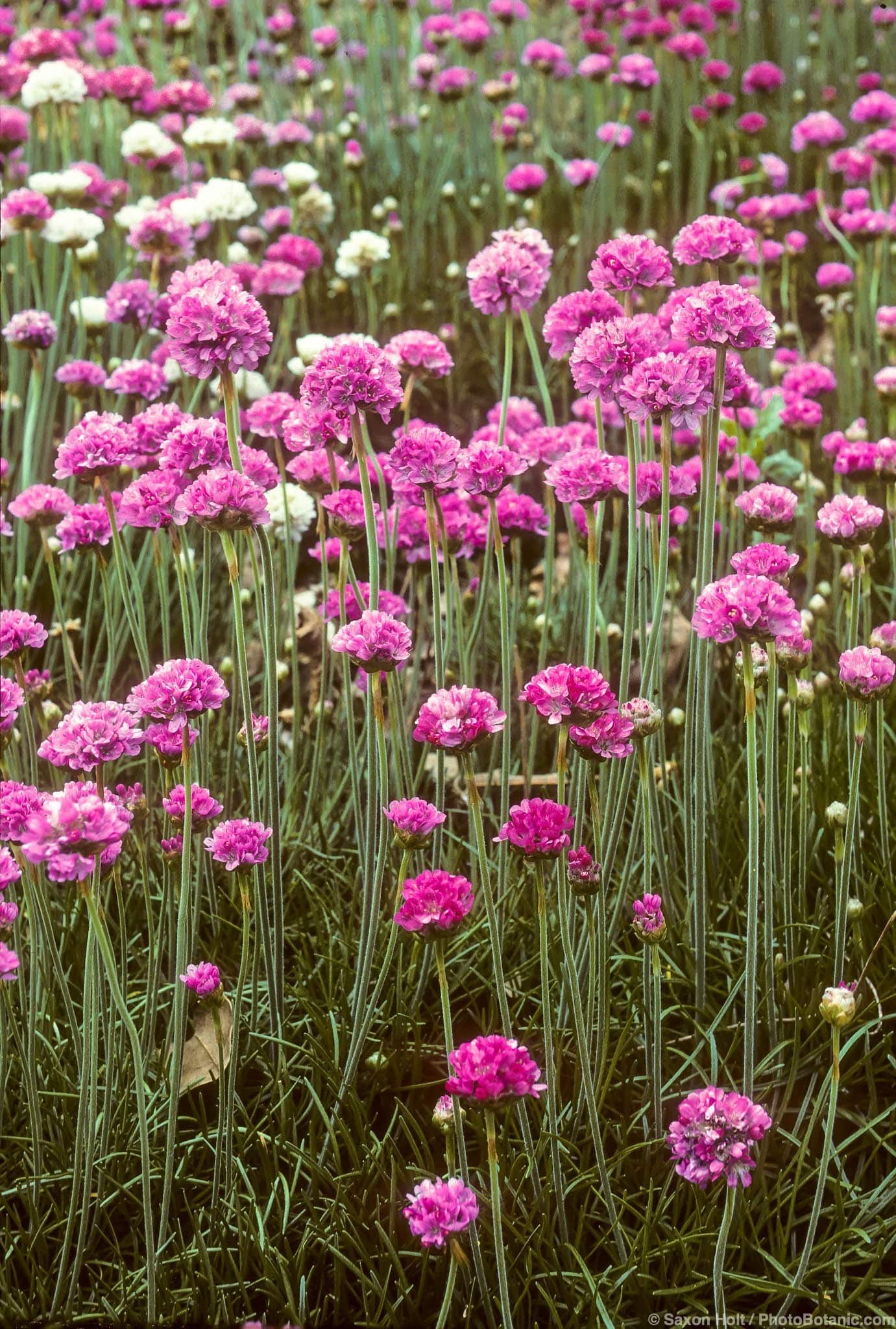 Armeria maritima