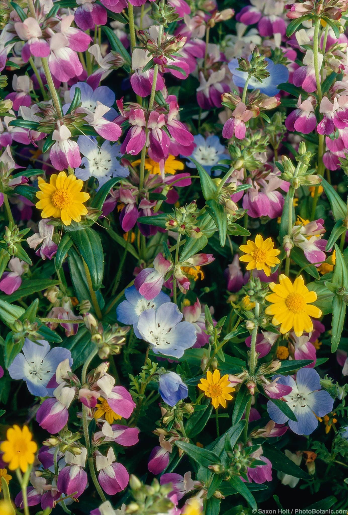 Collinsia heterophylla