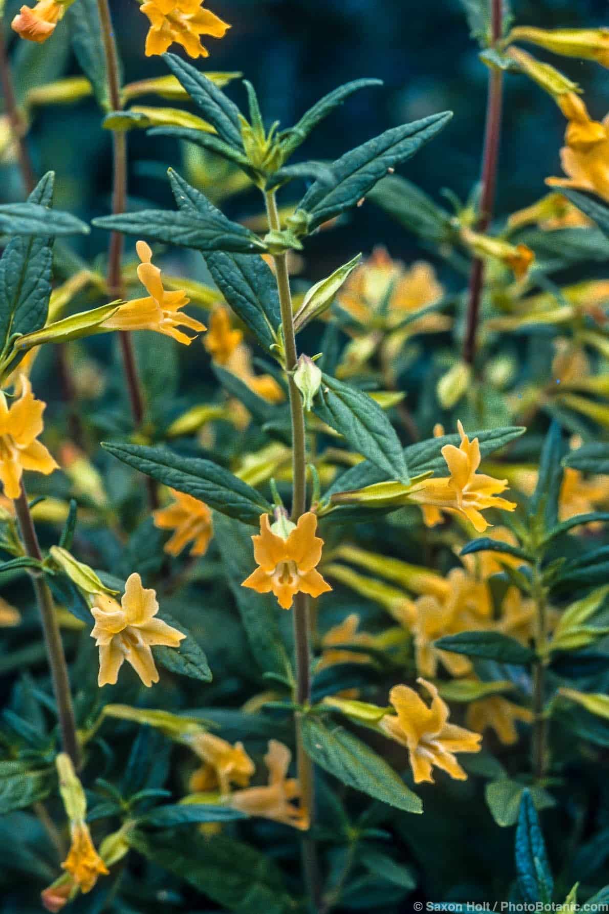 Mimulus aurantiacus