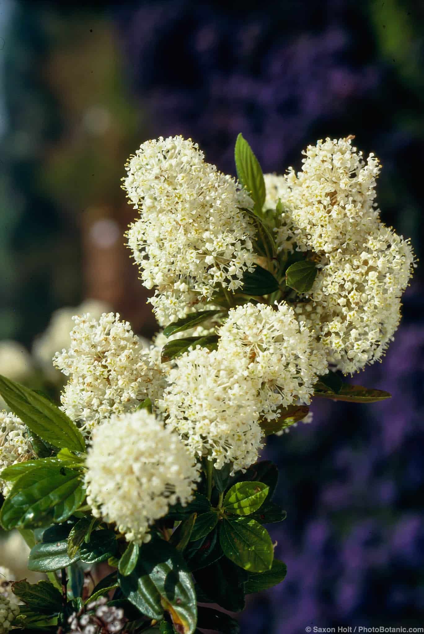 Ceanothus thyrsiflorus