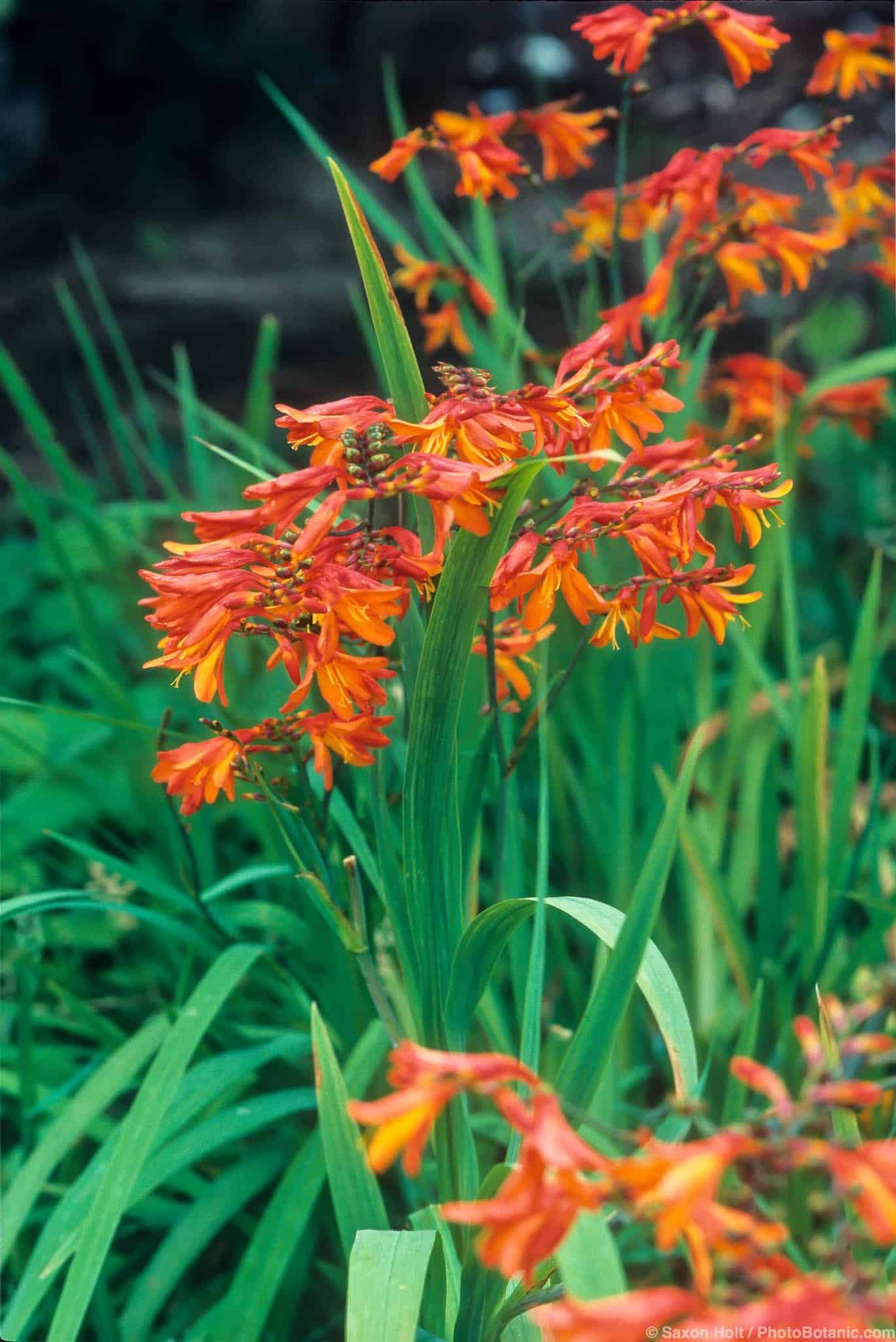 Crocosmia masoniorum