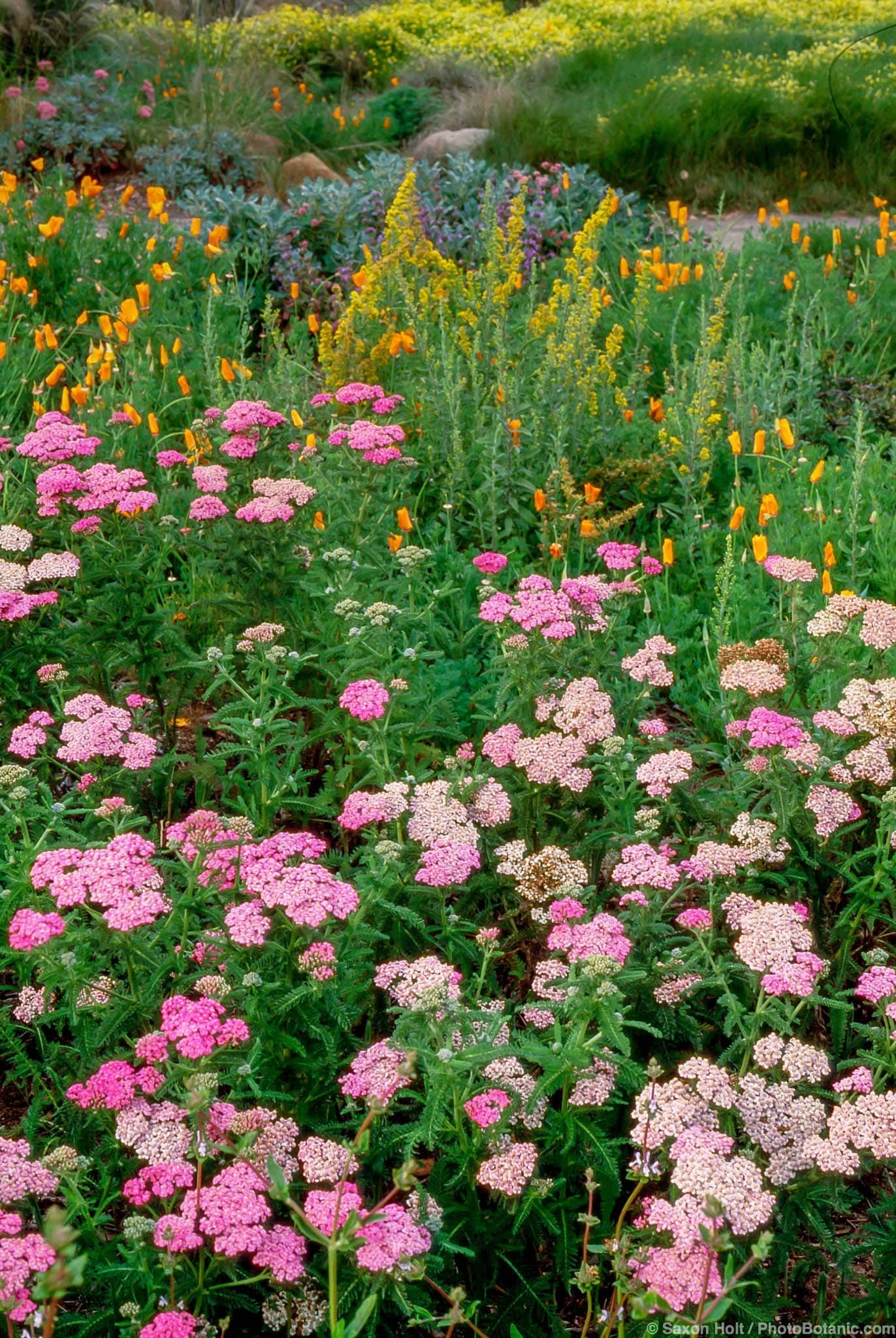 Achillea millefolium