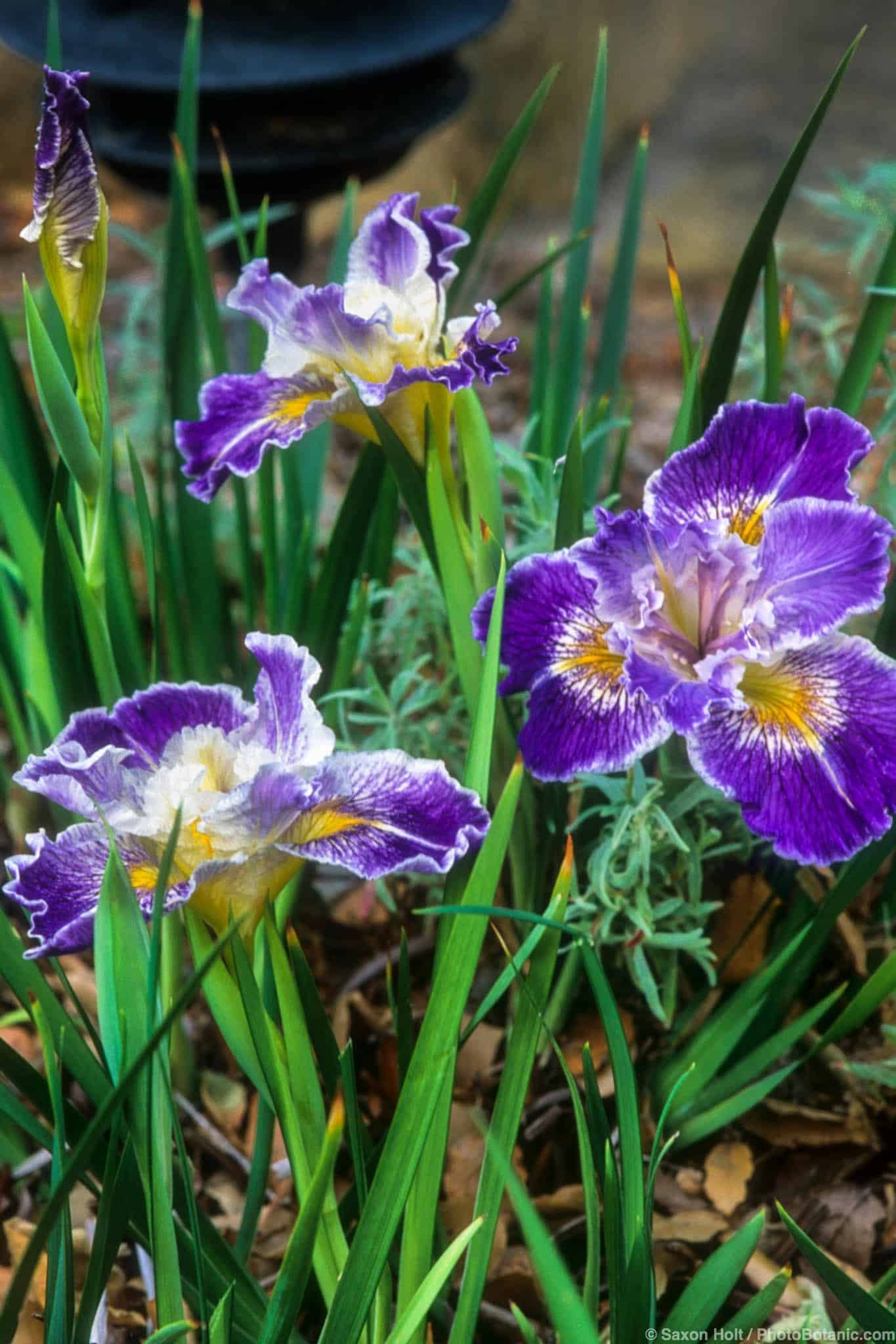 Iris douglasiana ‘Idyllwild’