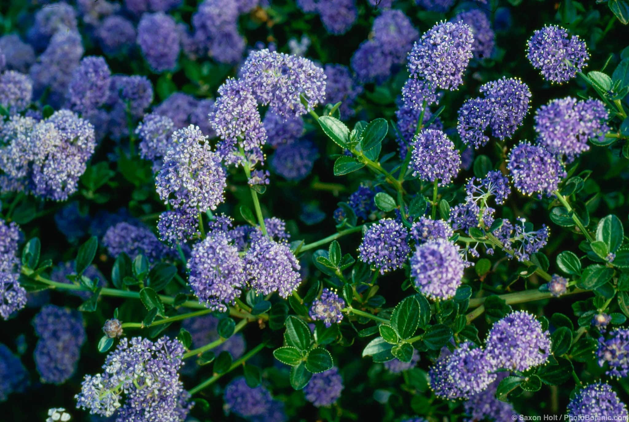 Ceanothus thyrsiflorus