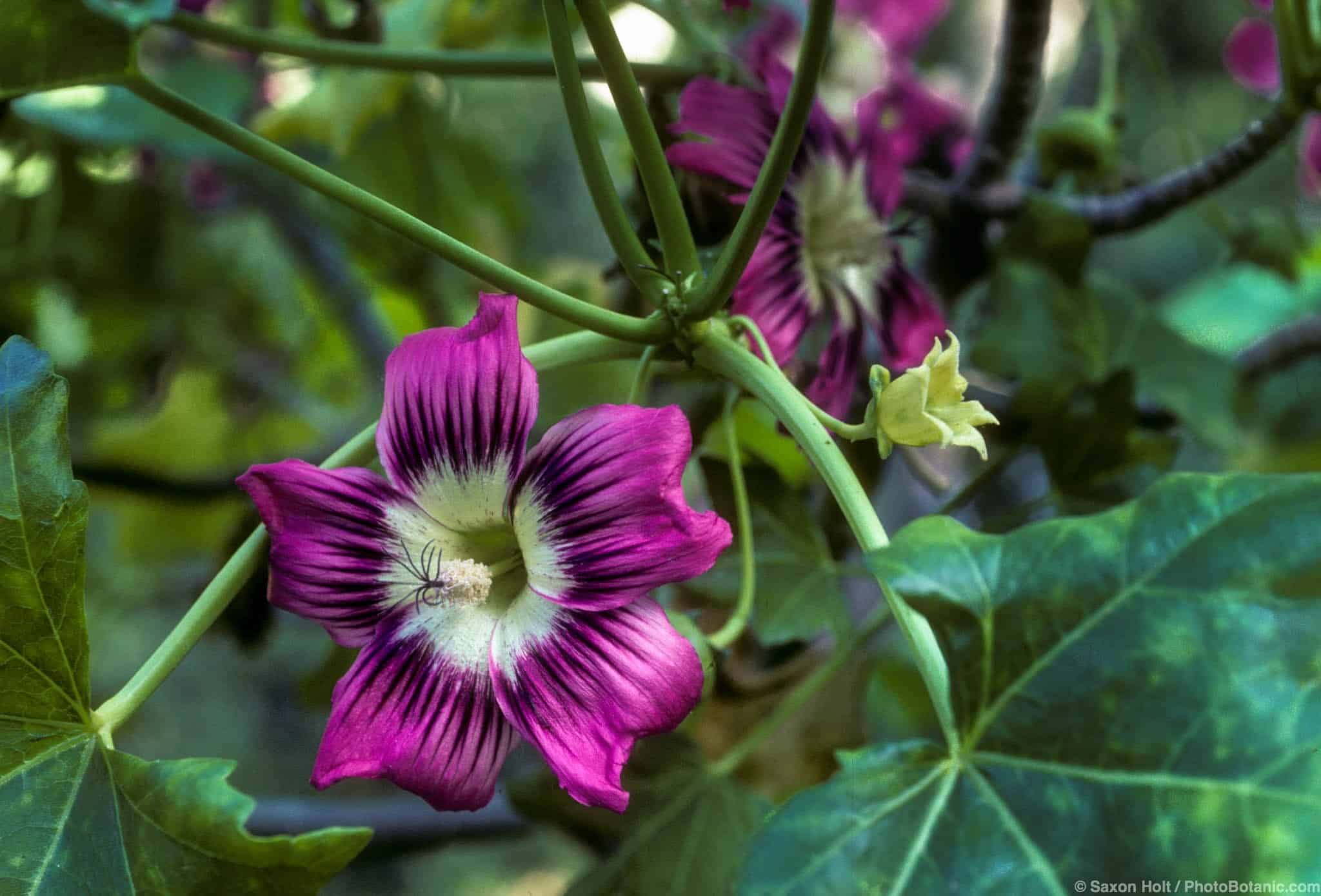 Lavatera assurgentiflora