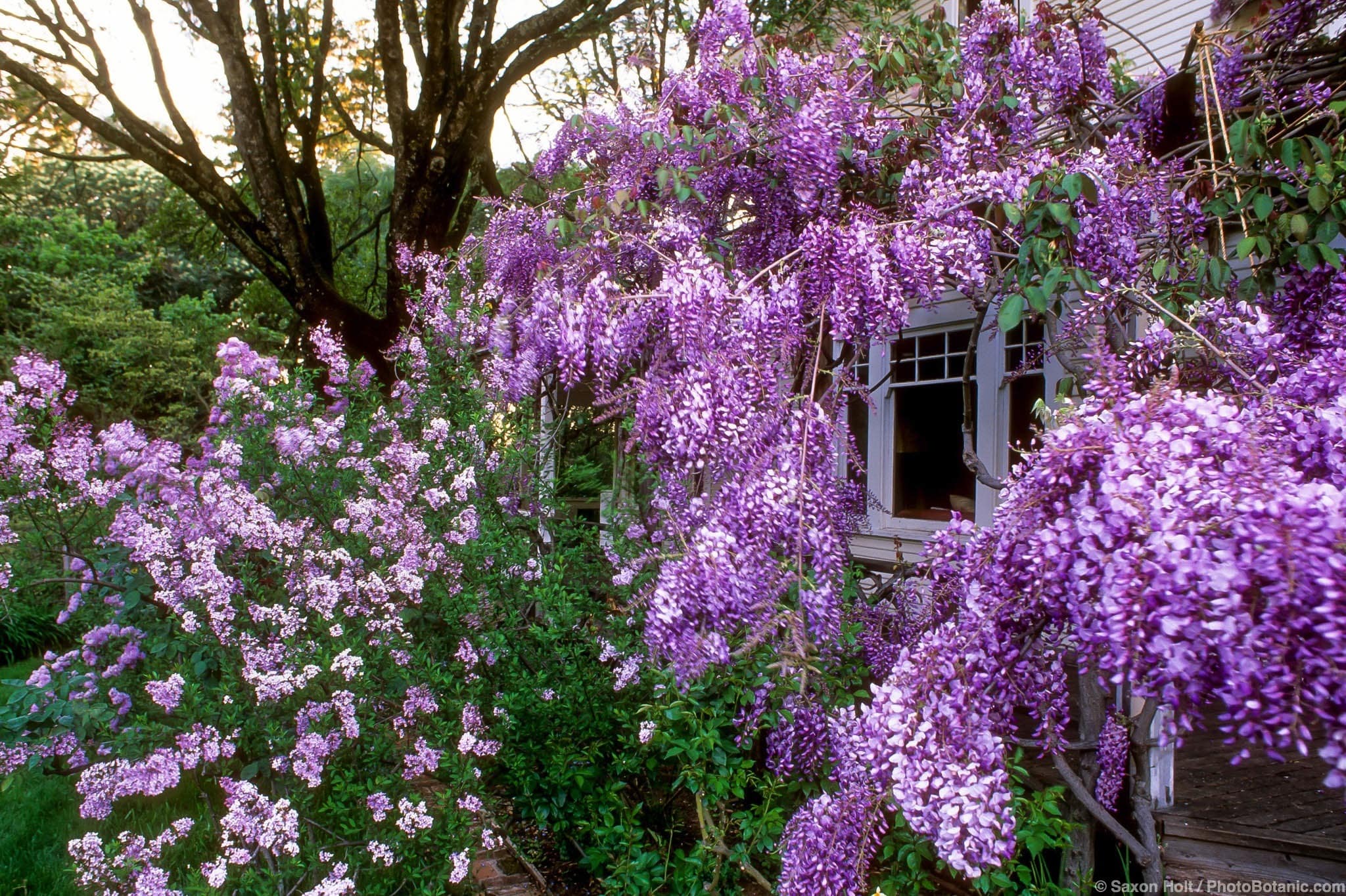 Wisteria sinensis