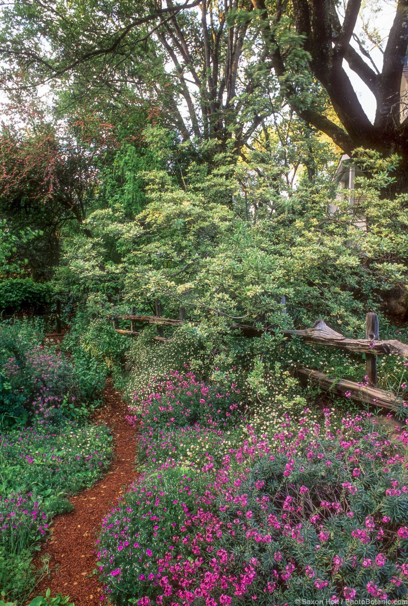 Pittosporum tobira