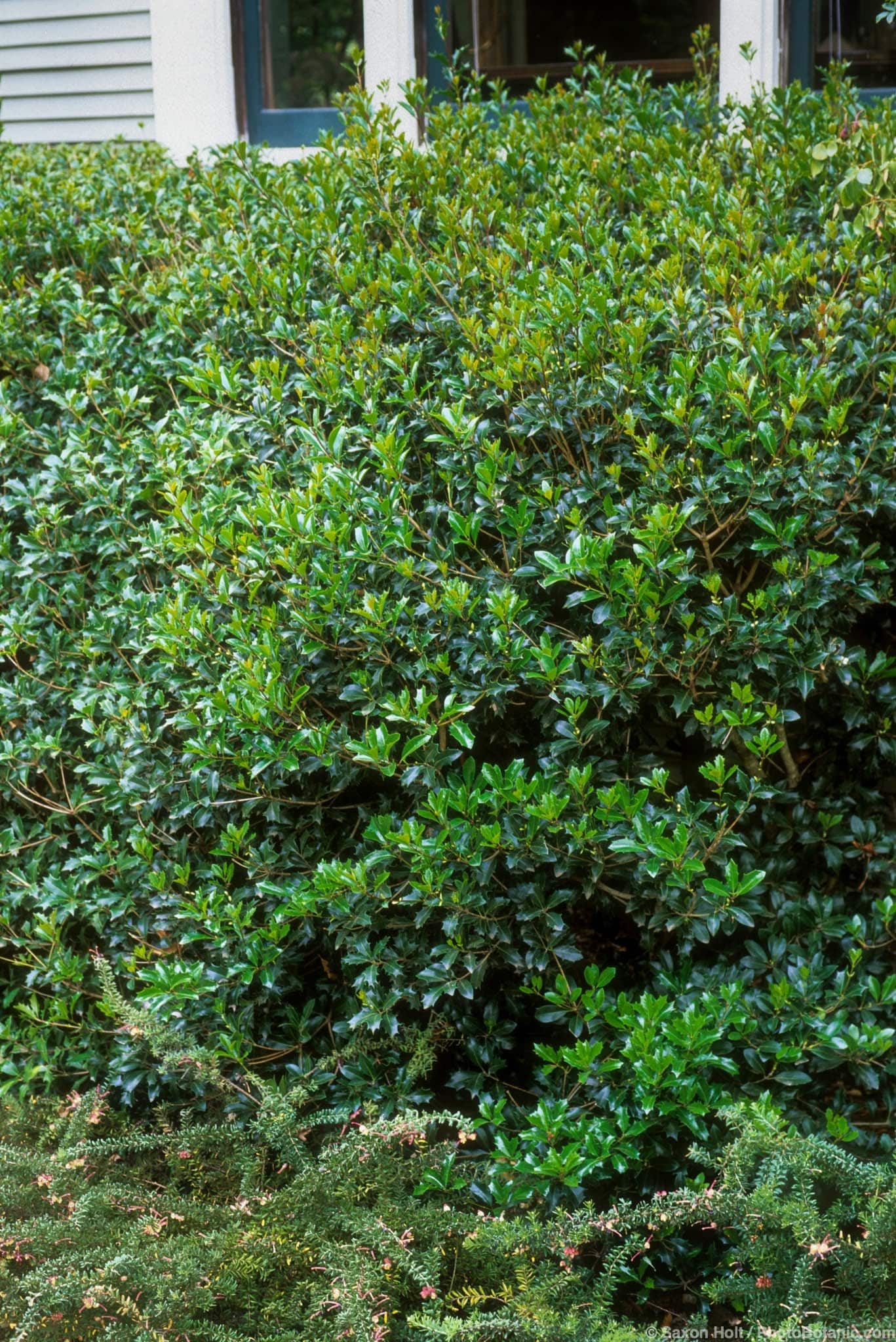 Osmanthus heterophyllus