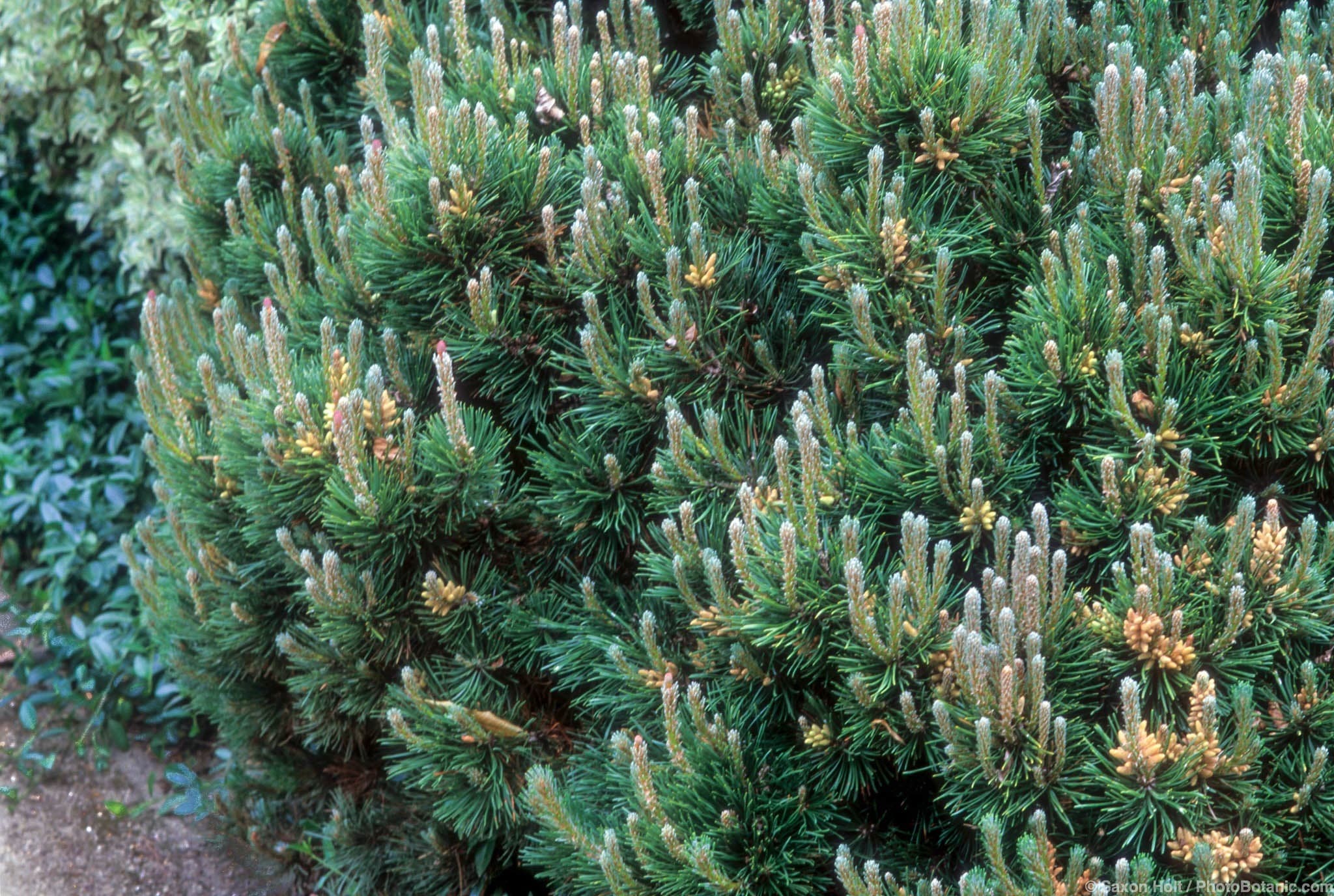 Pinus mugo