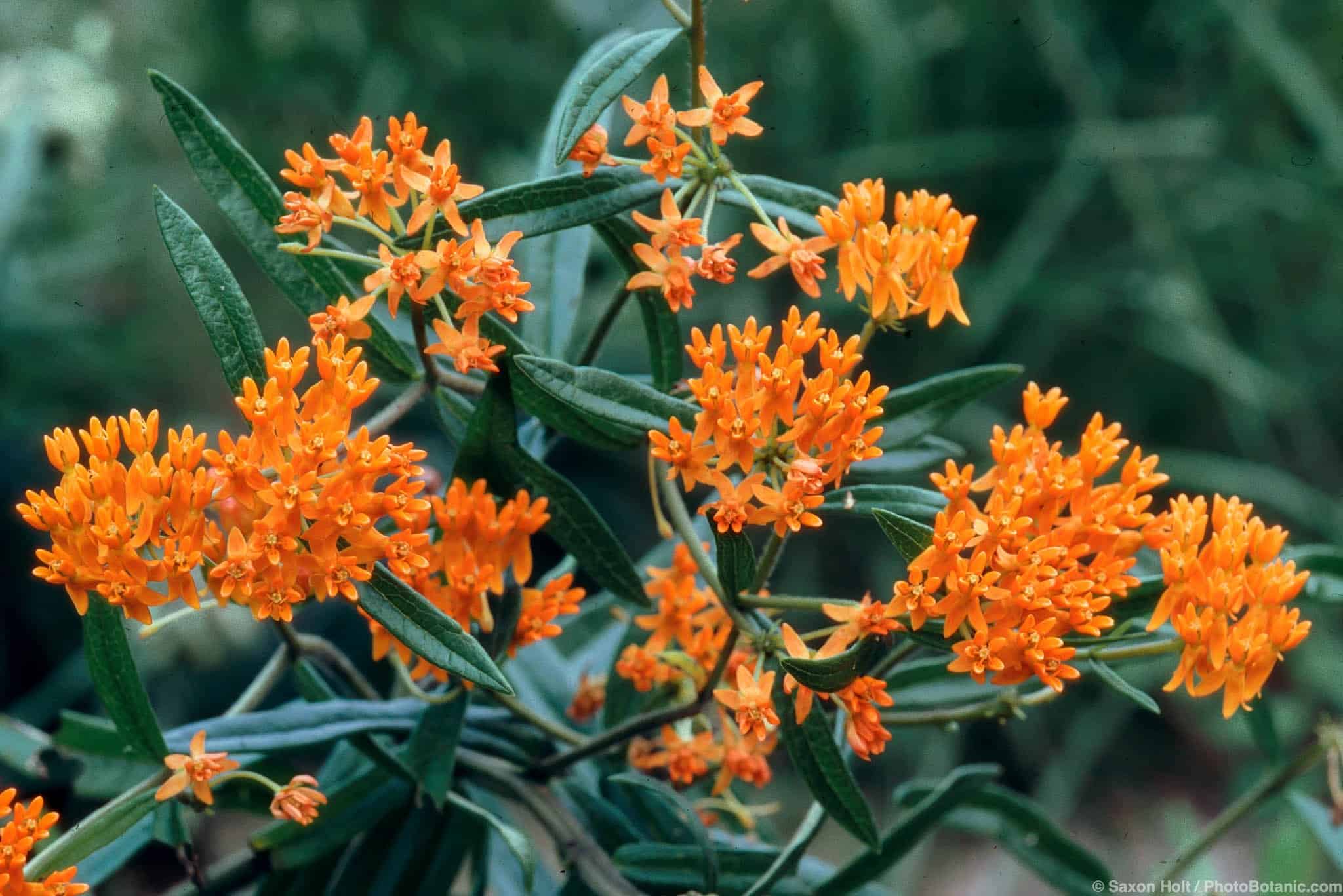 Asclepias tuberosa