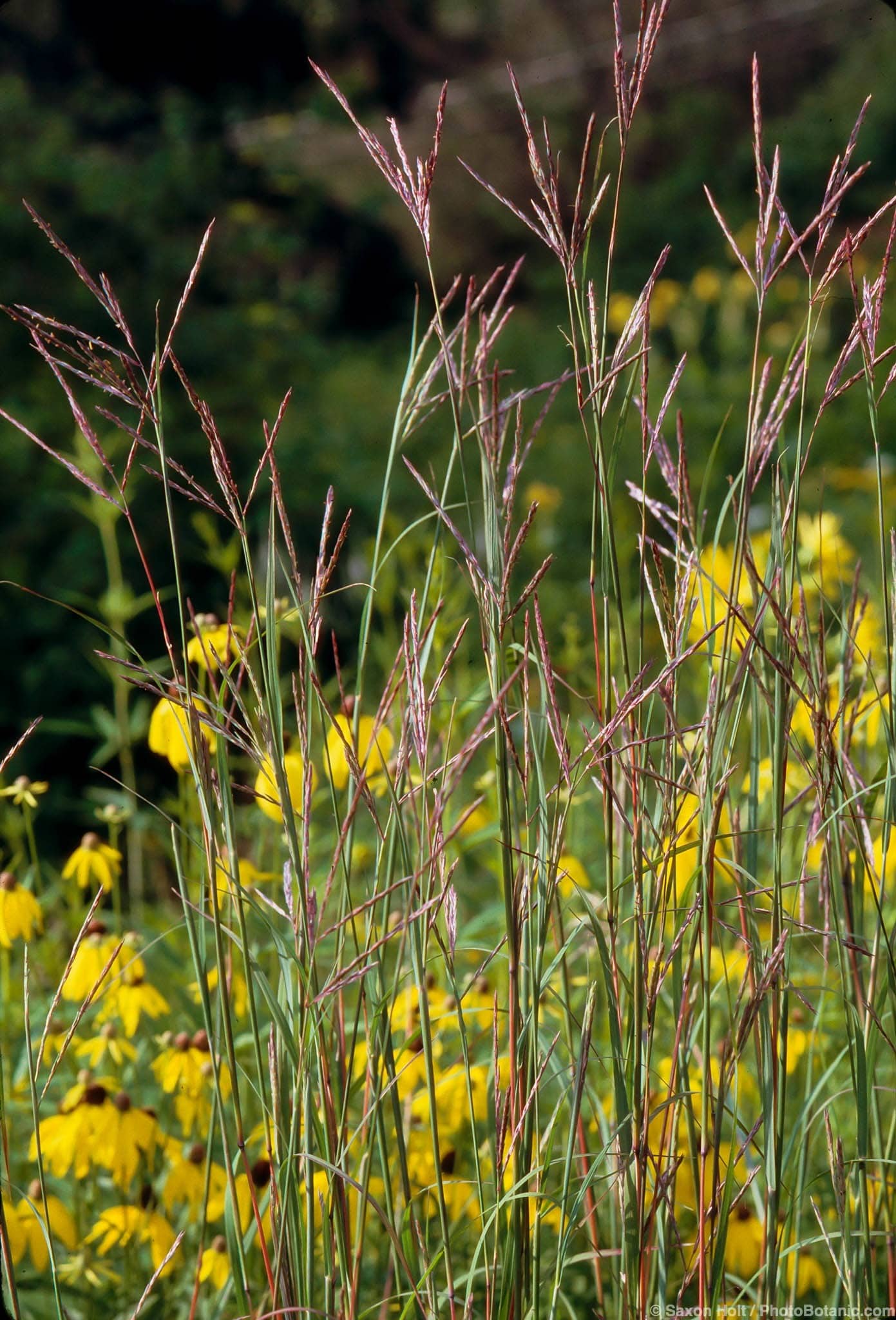 Andropogon gerardii