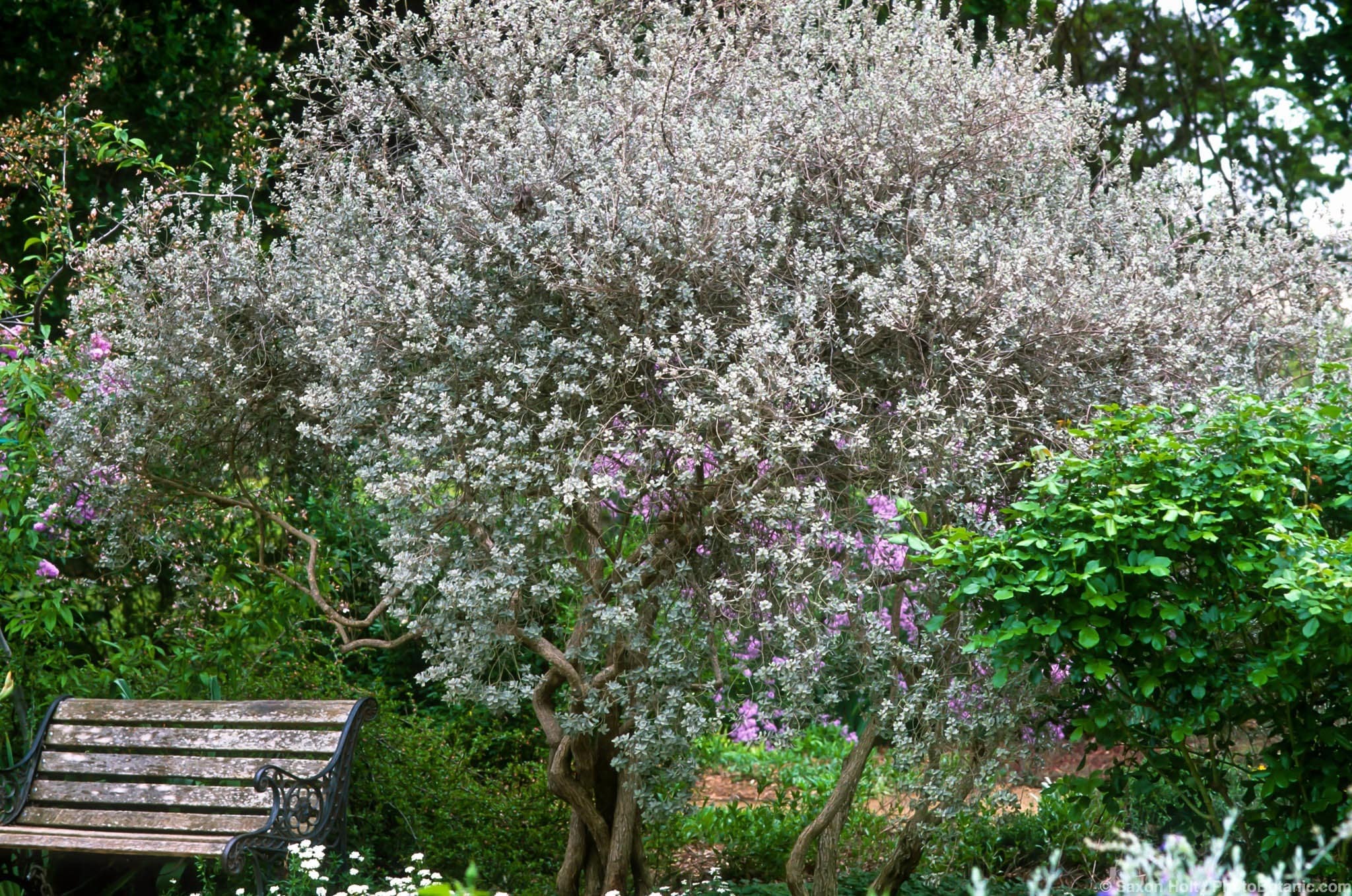 Leucophyllum frutescens