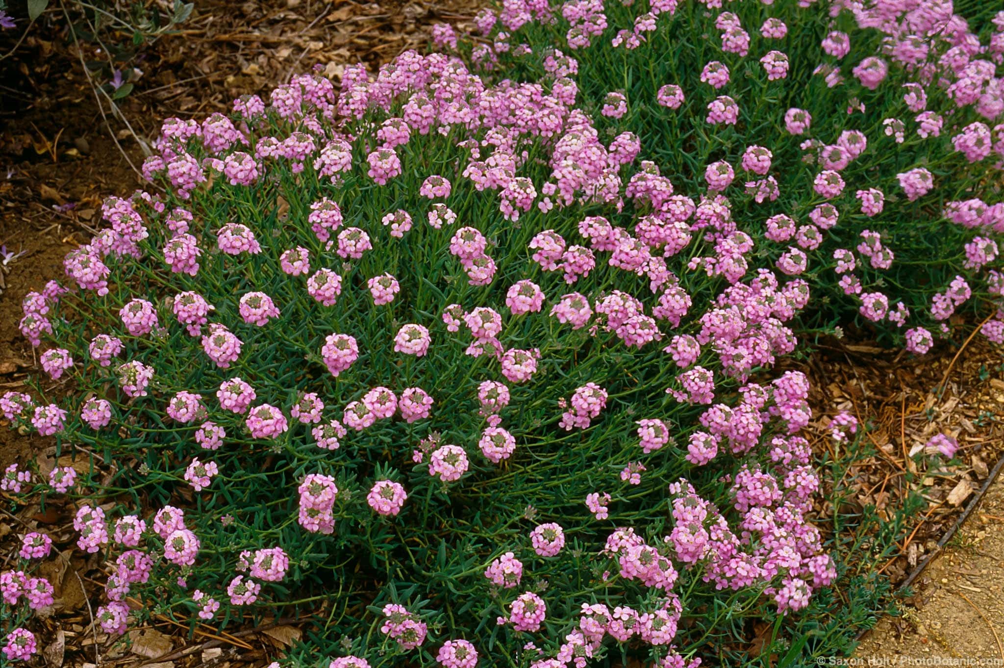 Aethionema schistosum