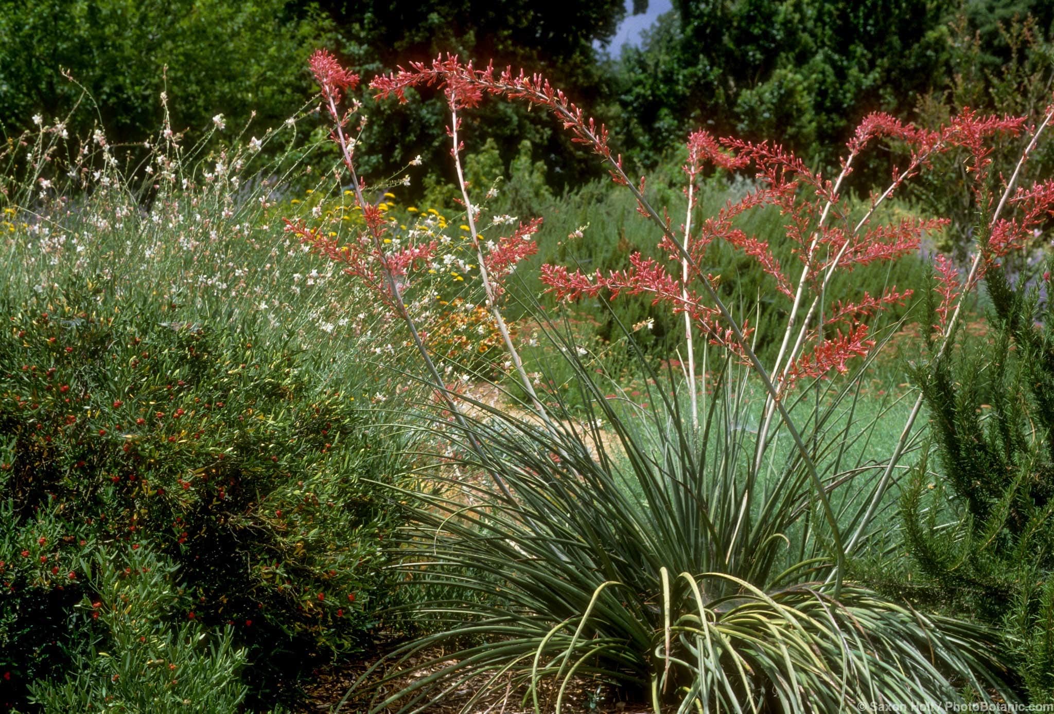 Hesperaloe parviflora