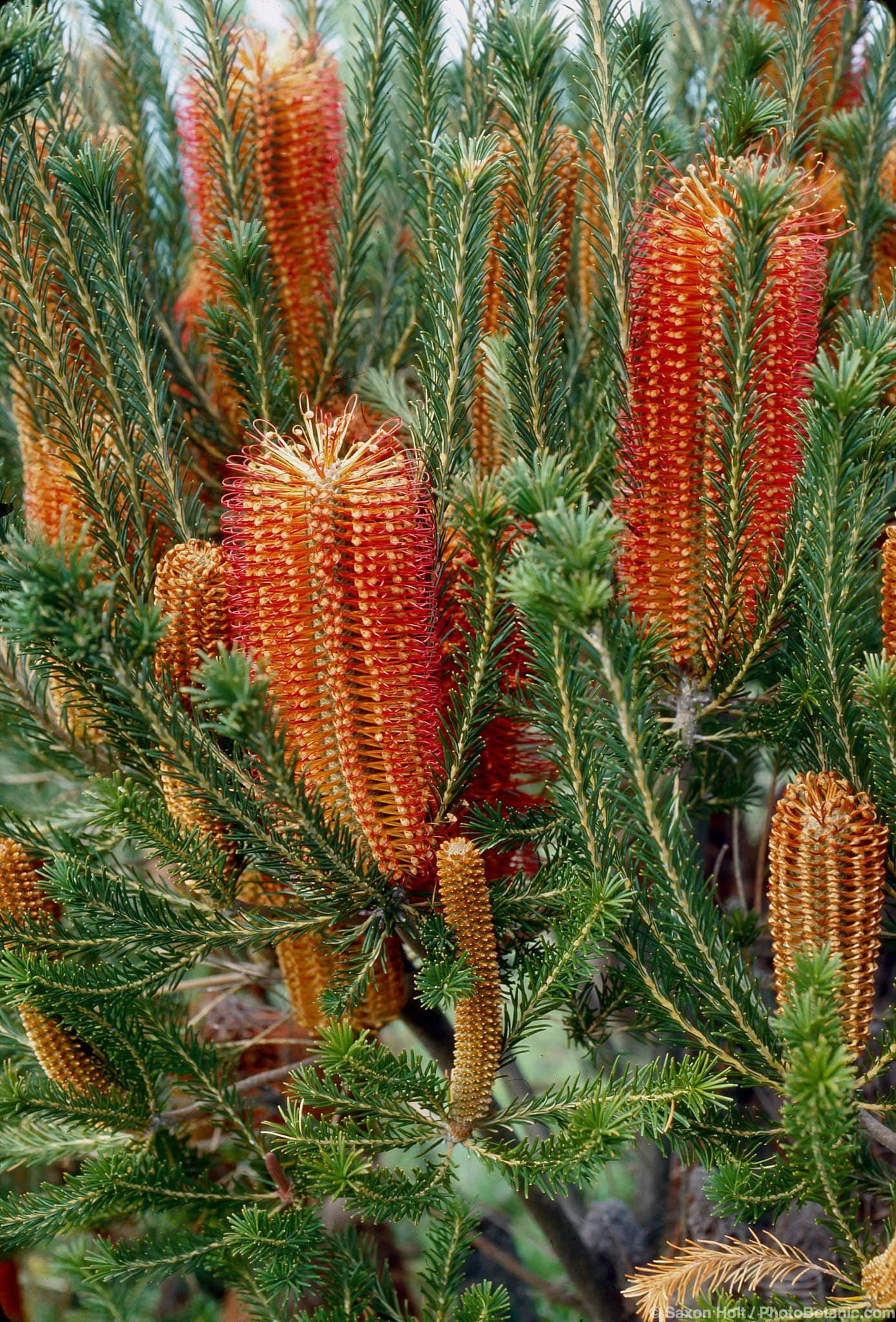 Banksia ericifolia