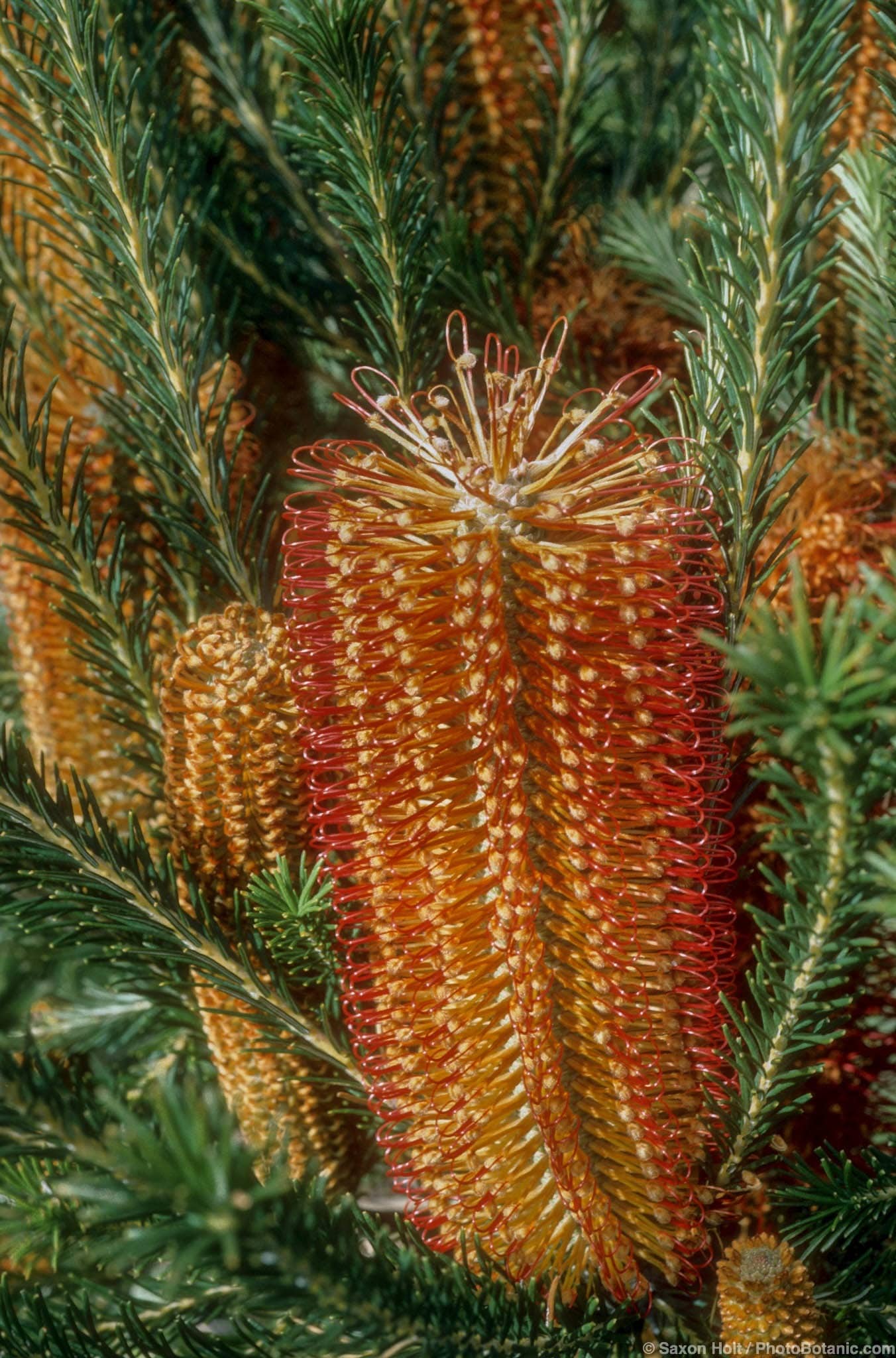 Banksia ericifolia