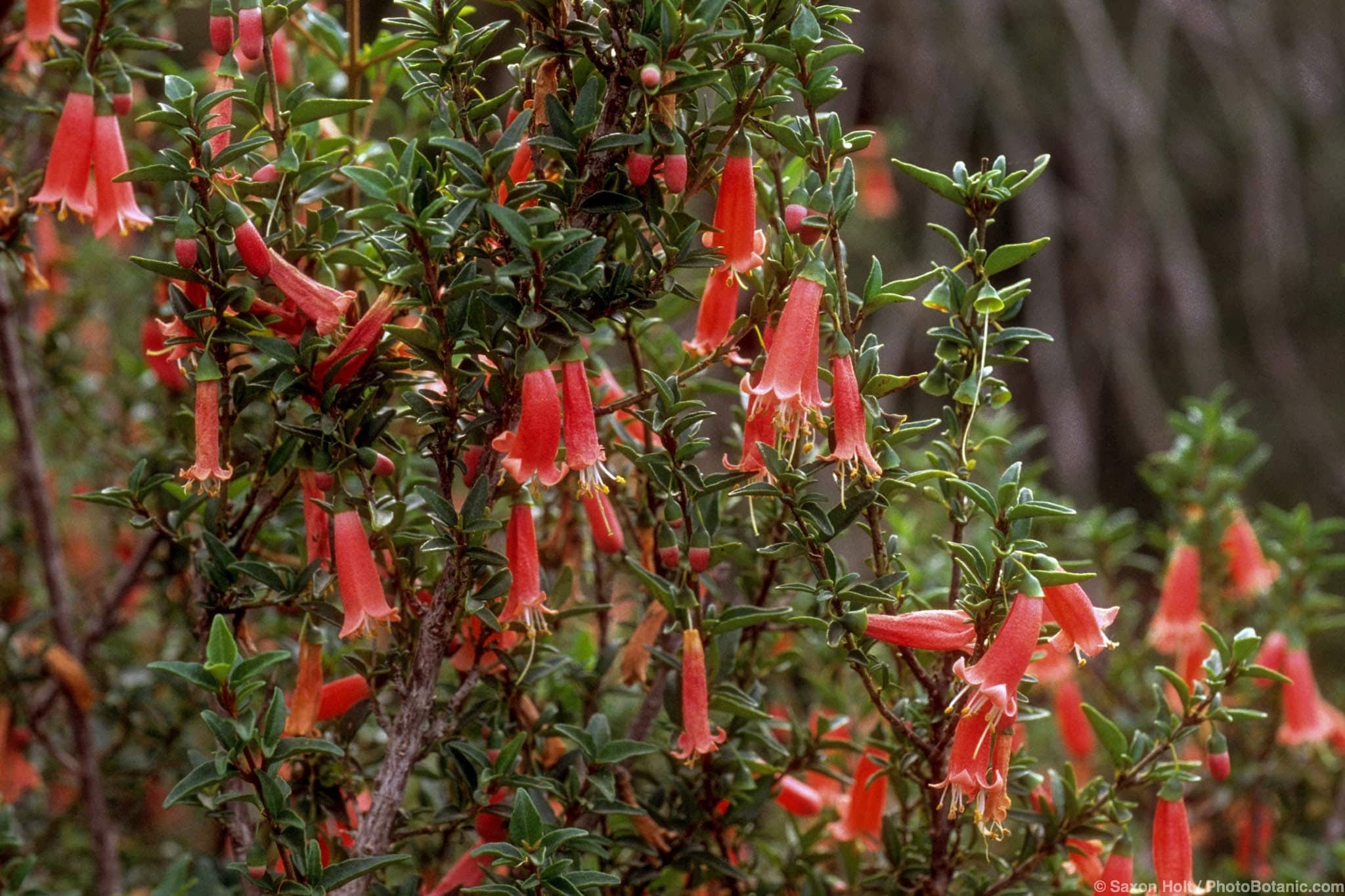 Correa pulchella