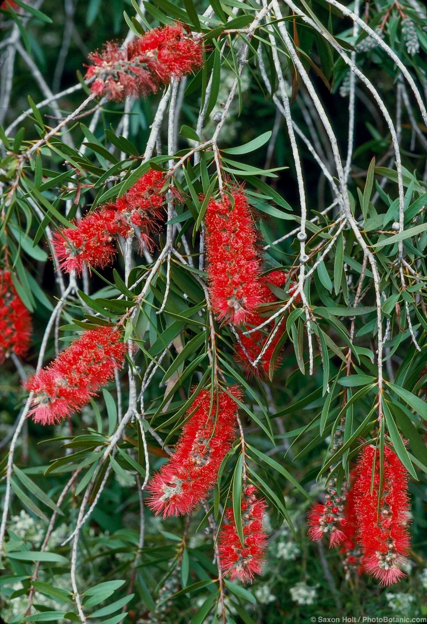 Callistemon viminalis