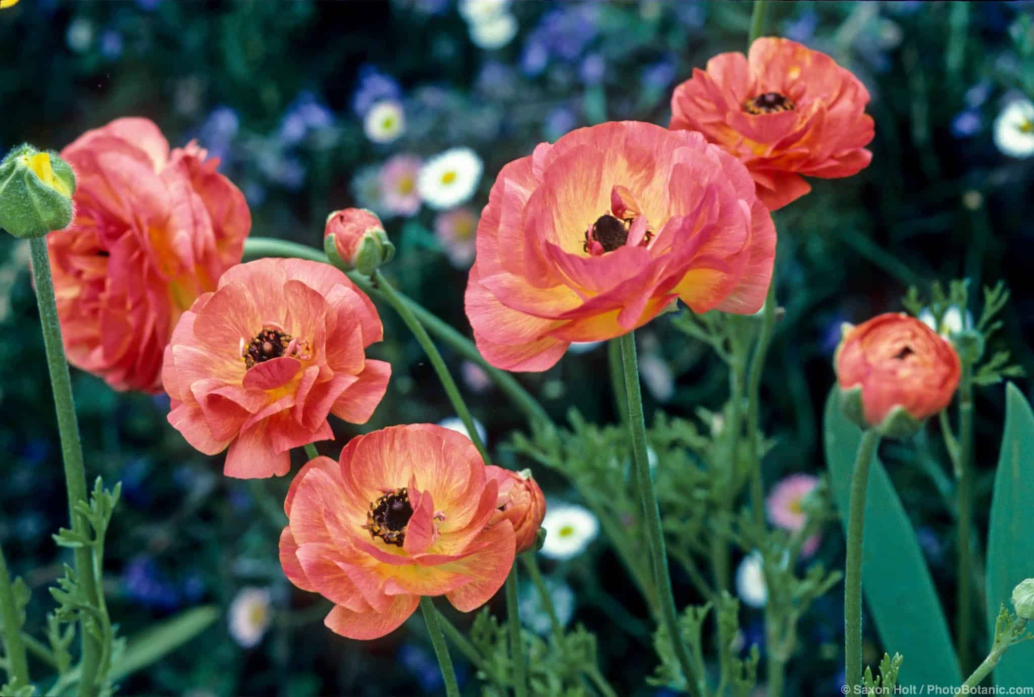 Ranunculus asiaticus