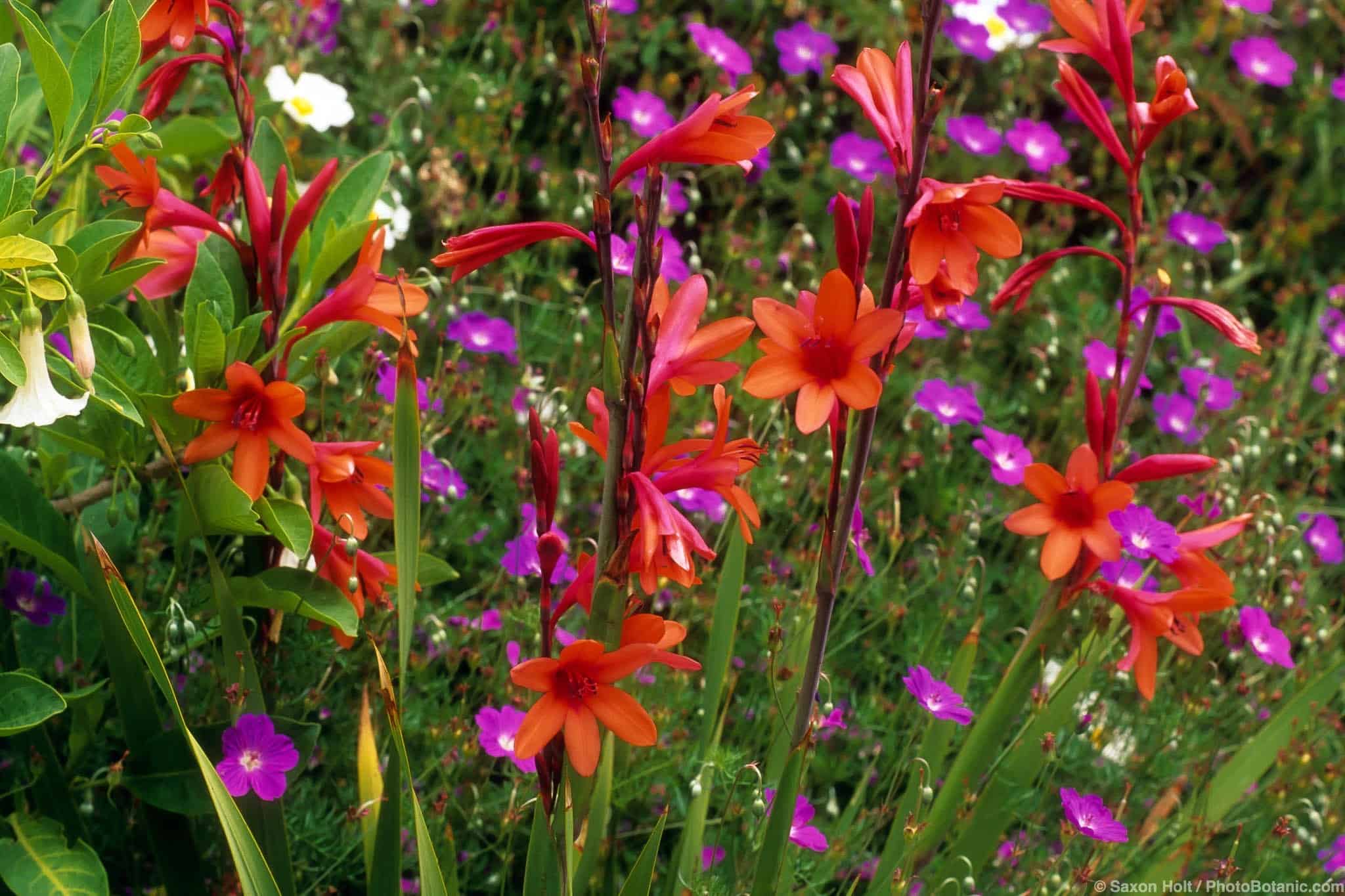 Watsonia beatricis