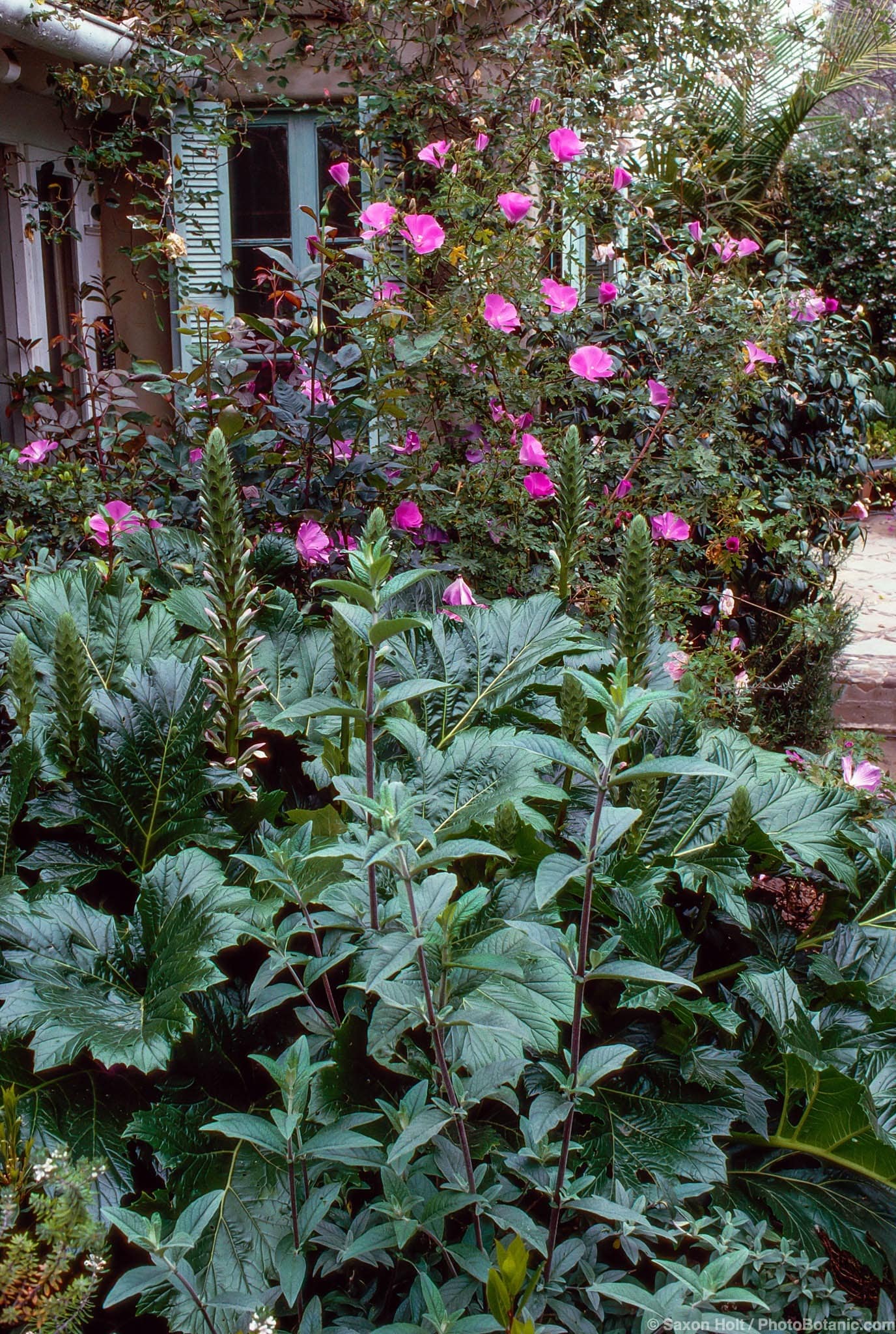 Acanthus mollis