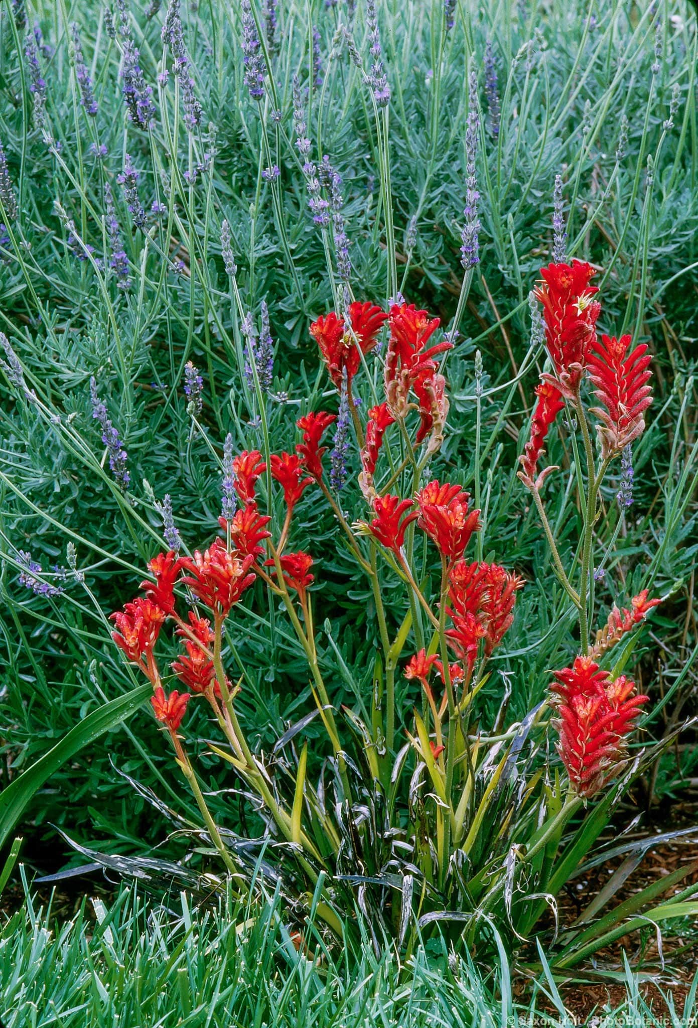 Anigozanthos flavidus