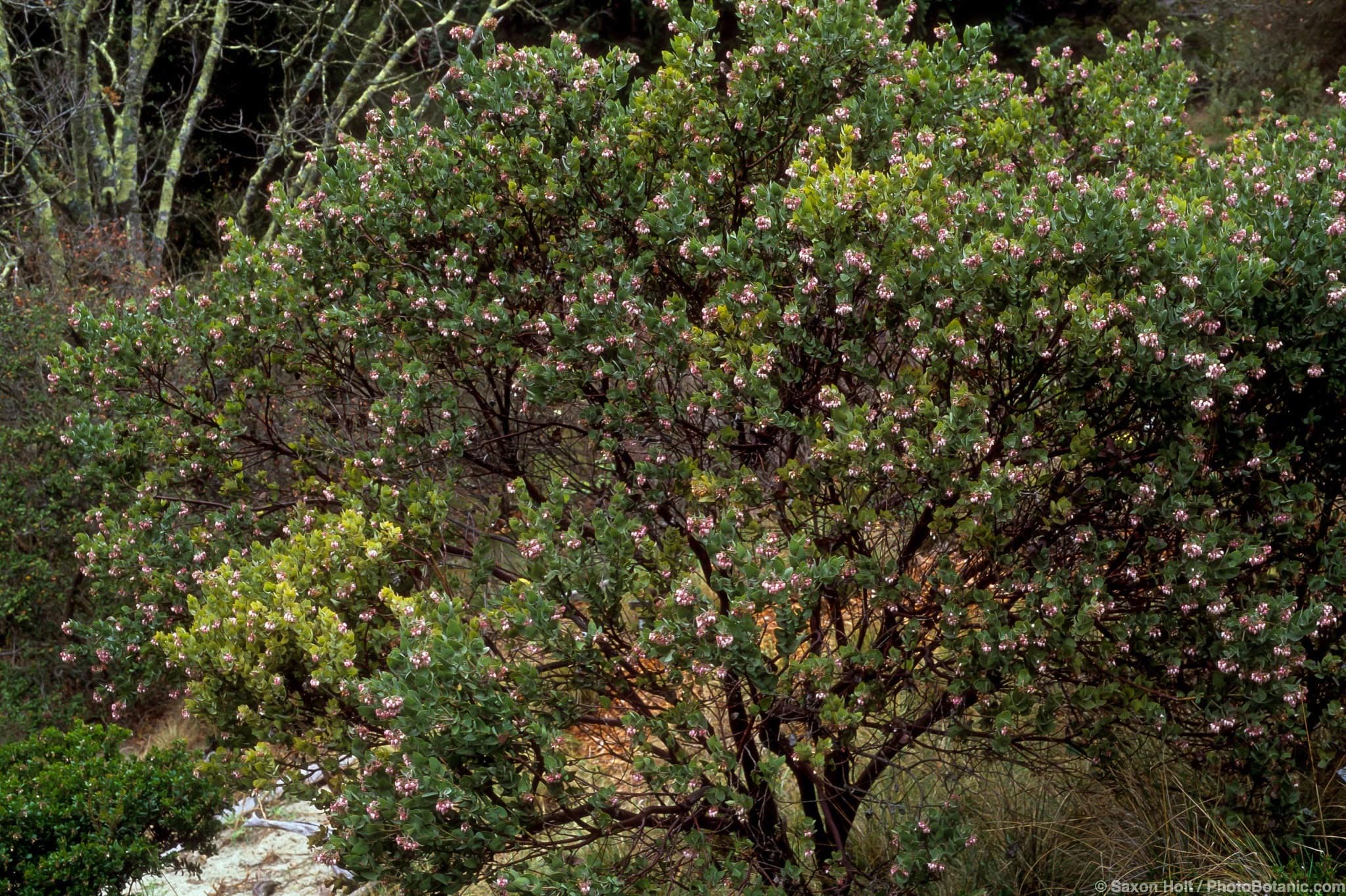 Arctostaphylos auriculata