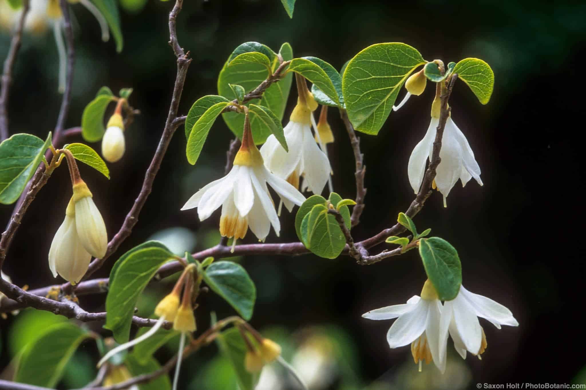 Styrax officinalis